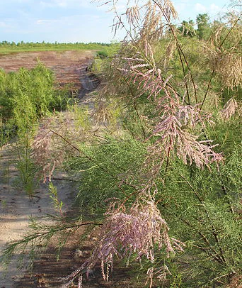Tamarisk (Salt Cedar)