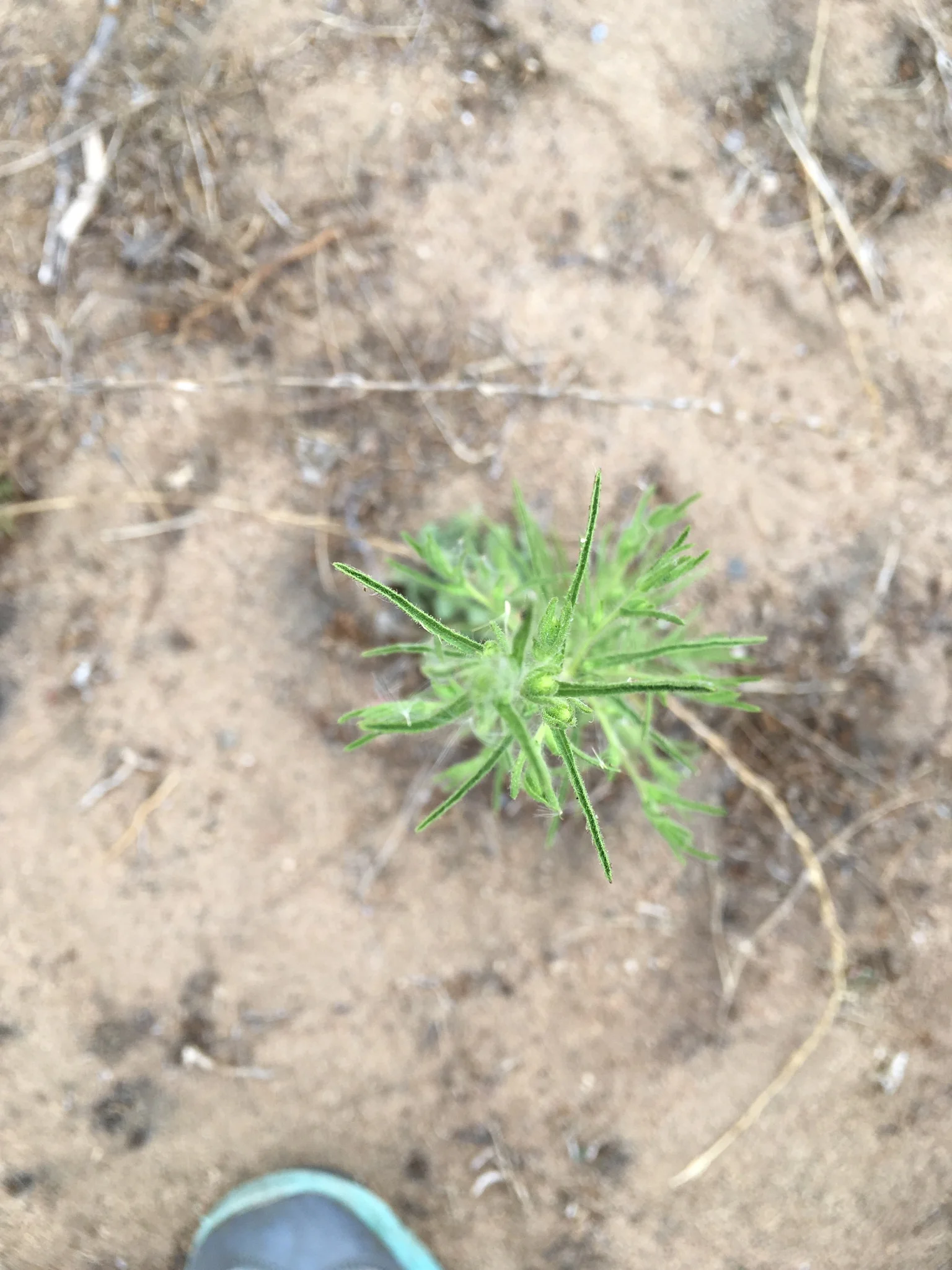 Stinkwort - Dittrichia graveolens . View from directly above.