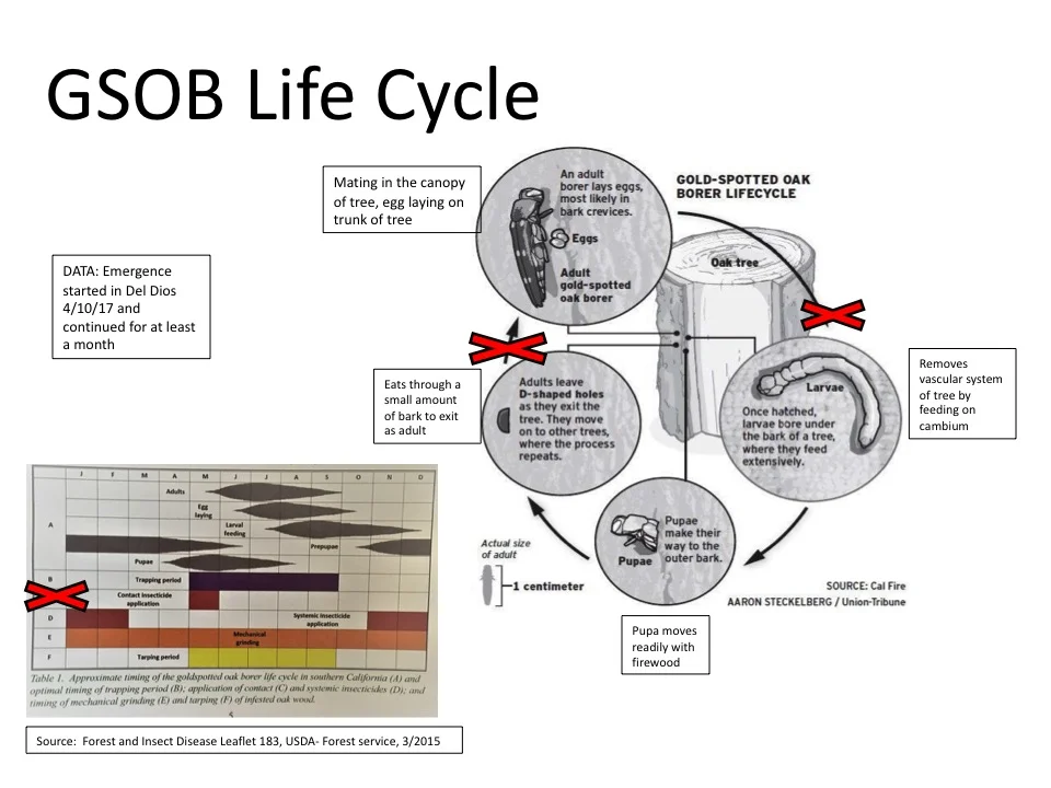GSOB Life Cycle.jpg