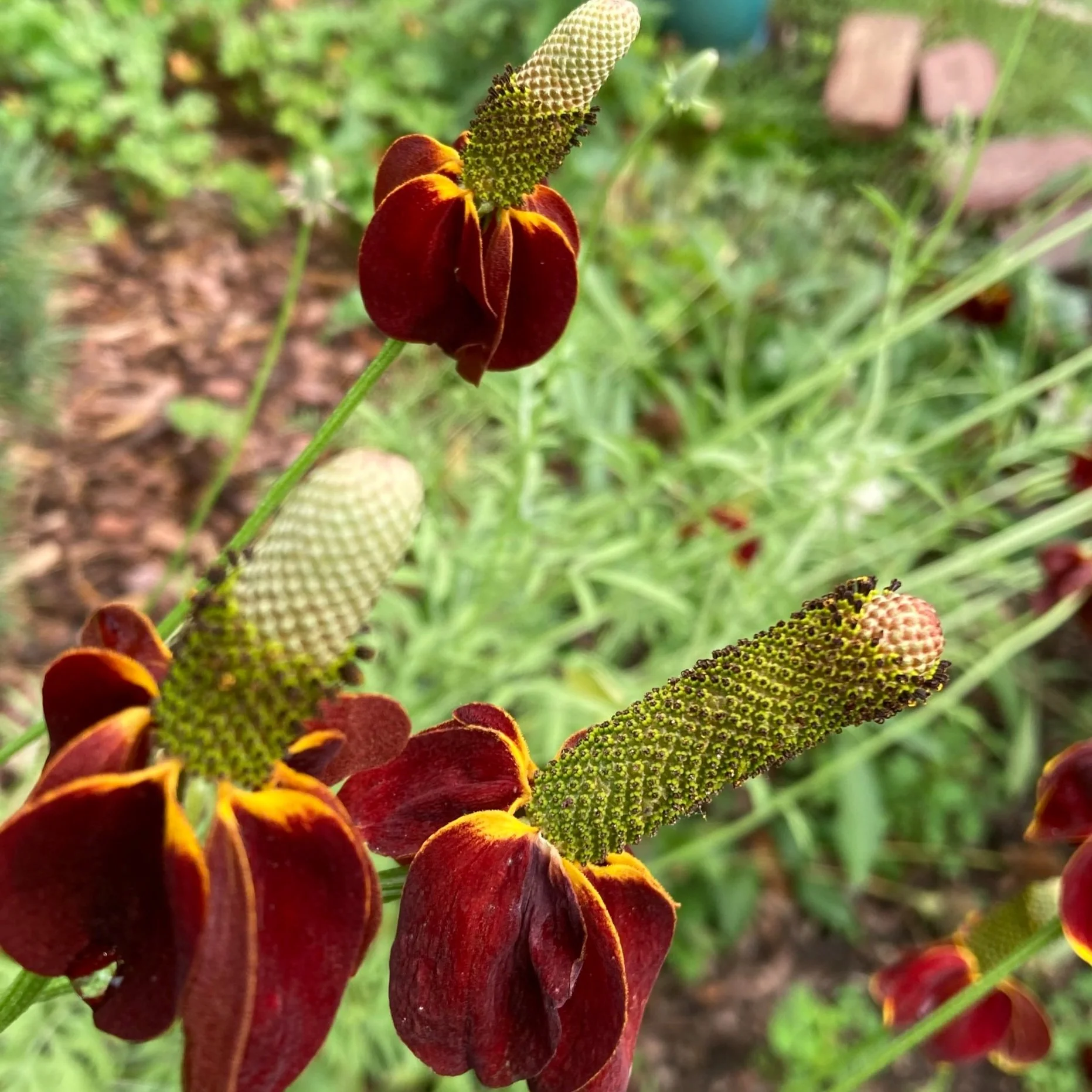 NATIVE PLANTS INFO — Mother Earth Gardens