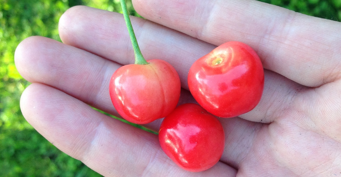 fruittrees.jpg