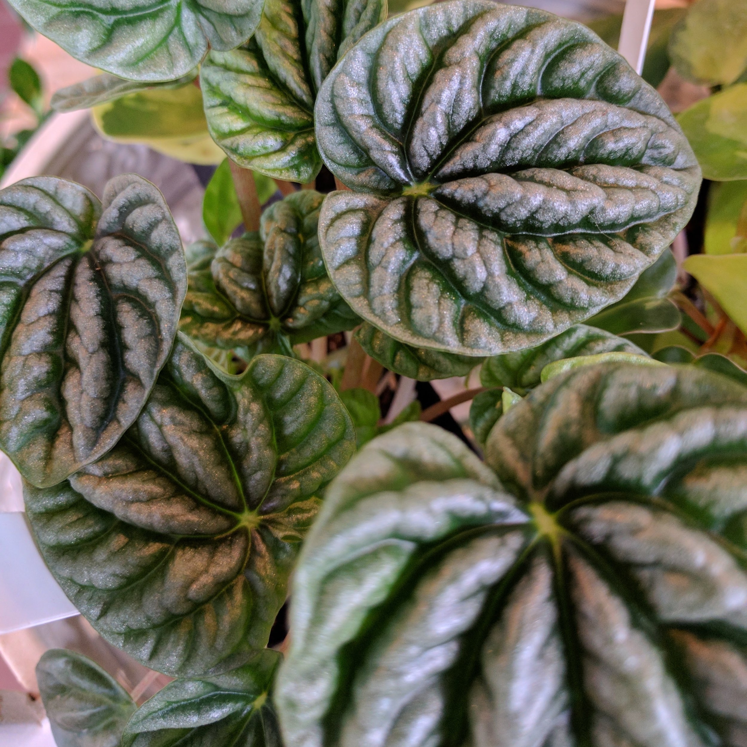 AA-Peperomia caperata.jpg