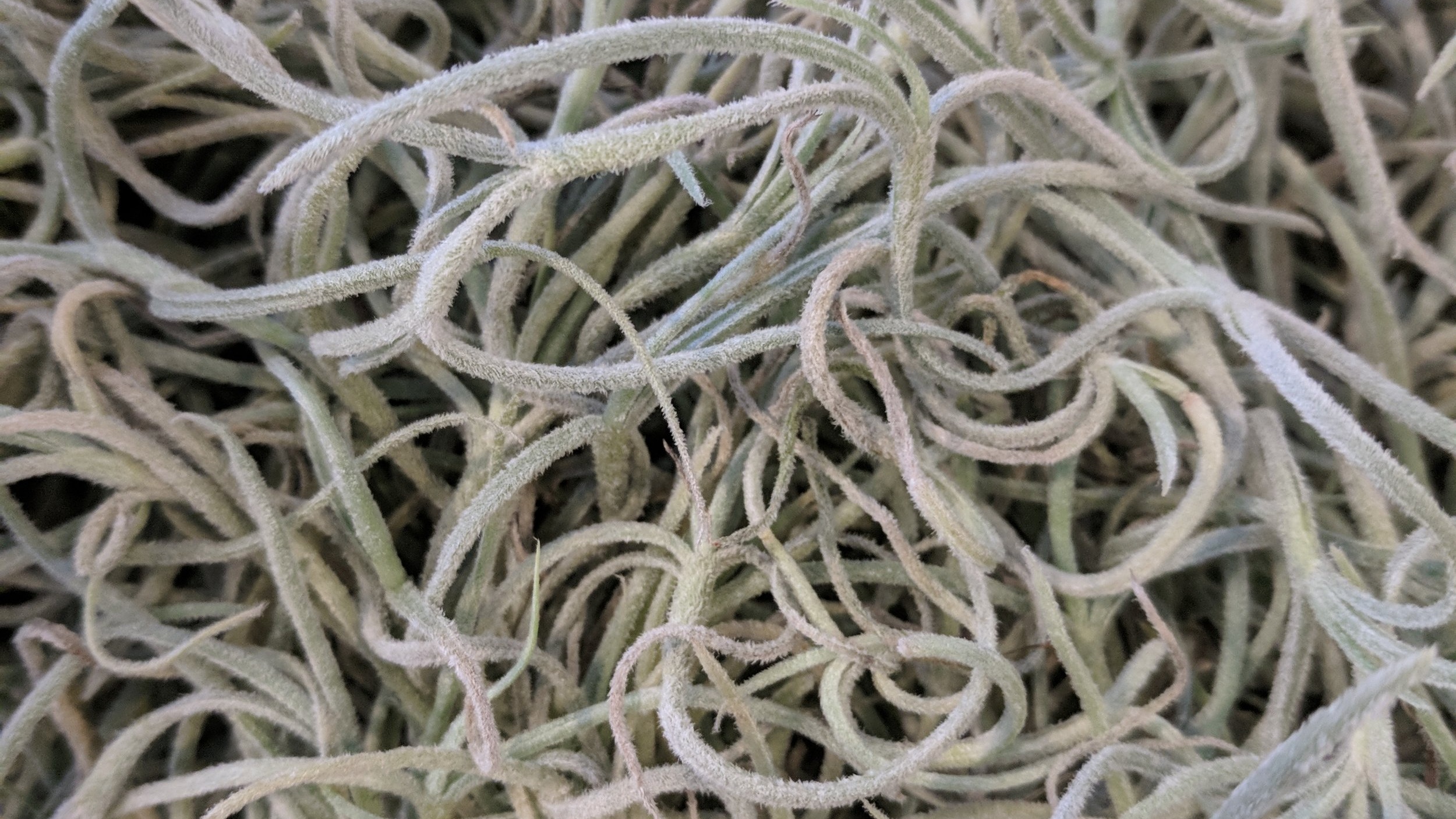 AA-Airplant+Usneioides.jpg