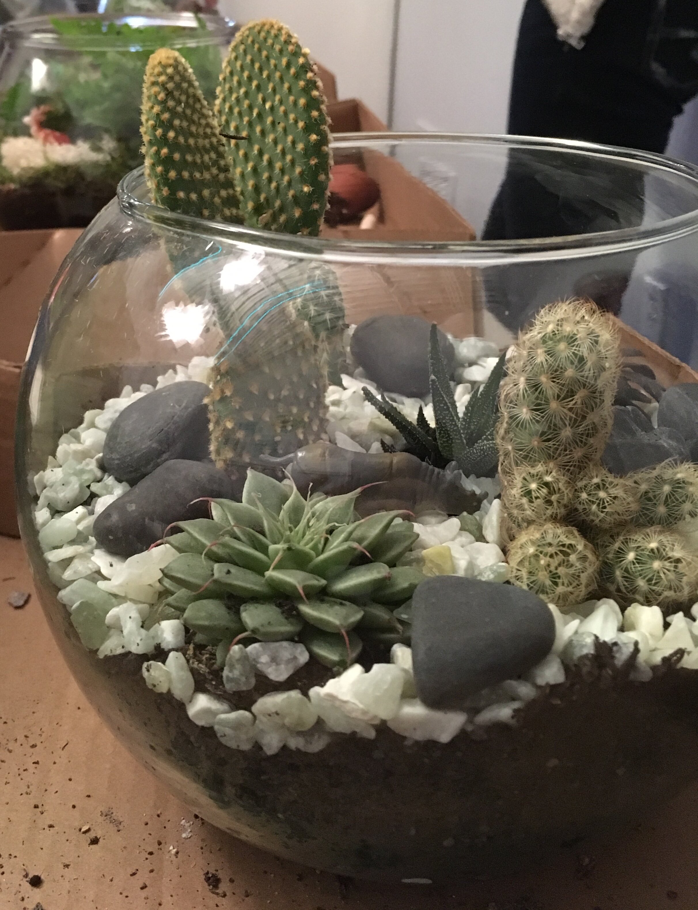 Terrariums