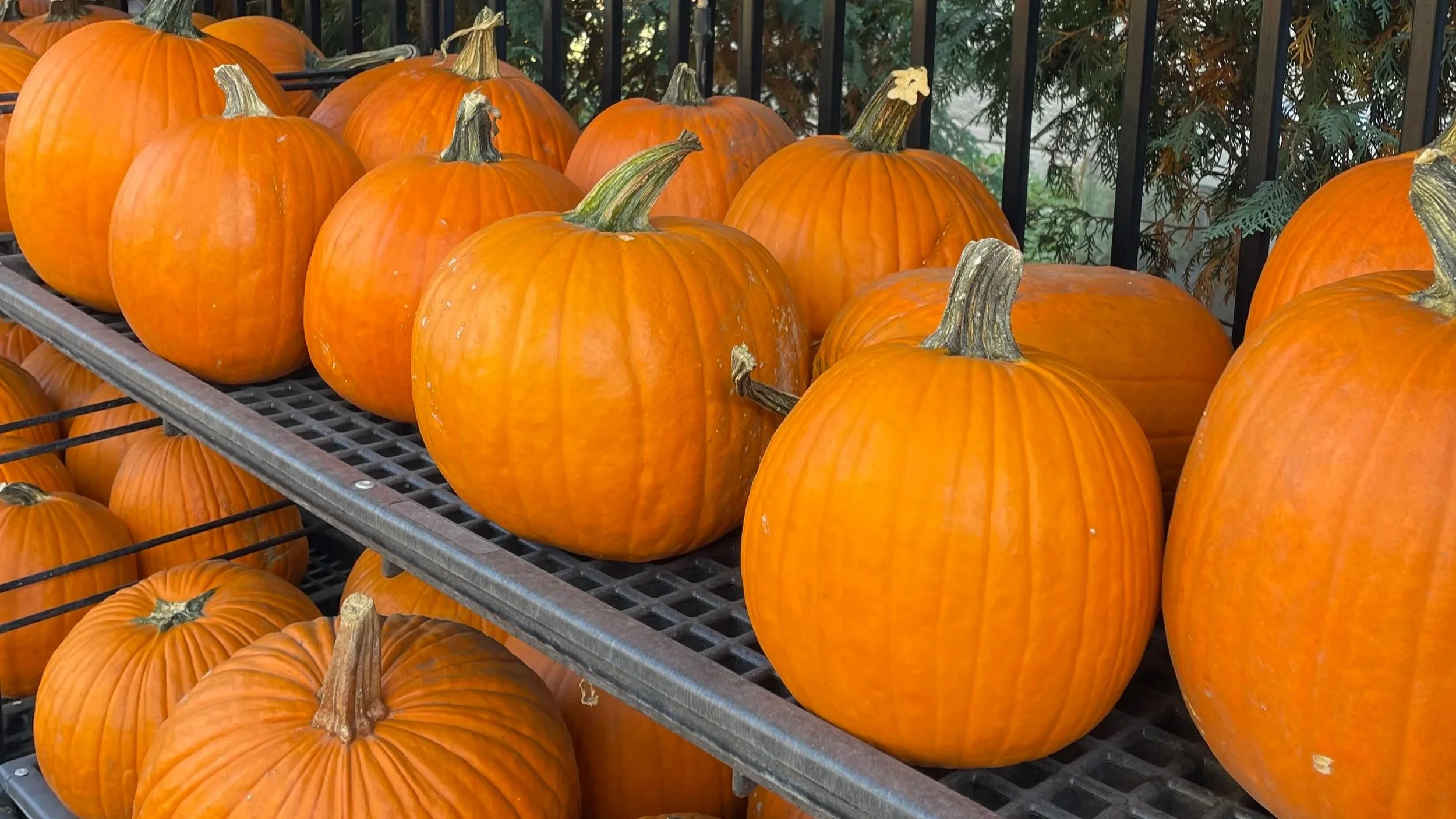 Pumpkins 3 '24 .jpg