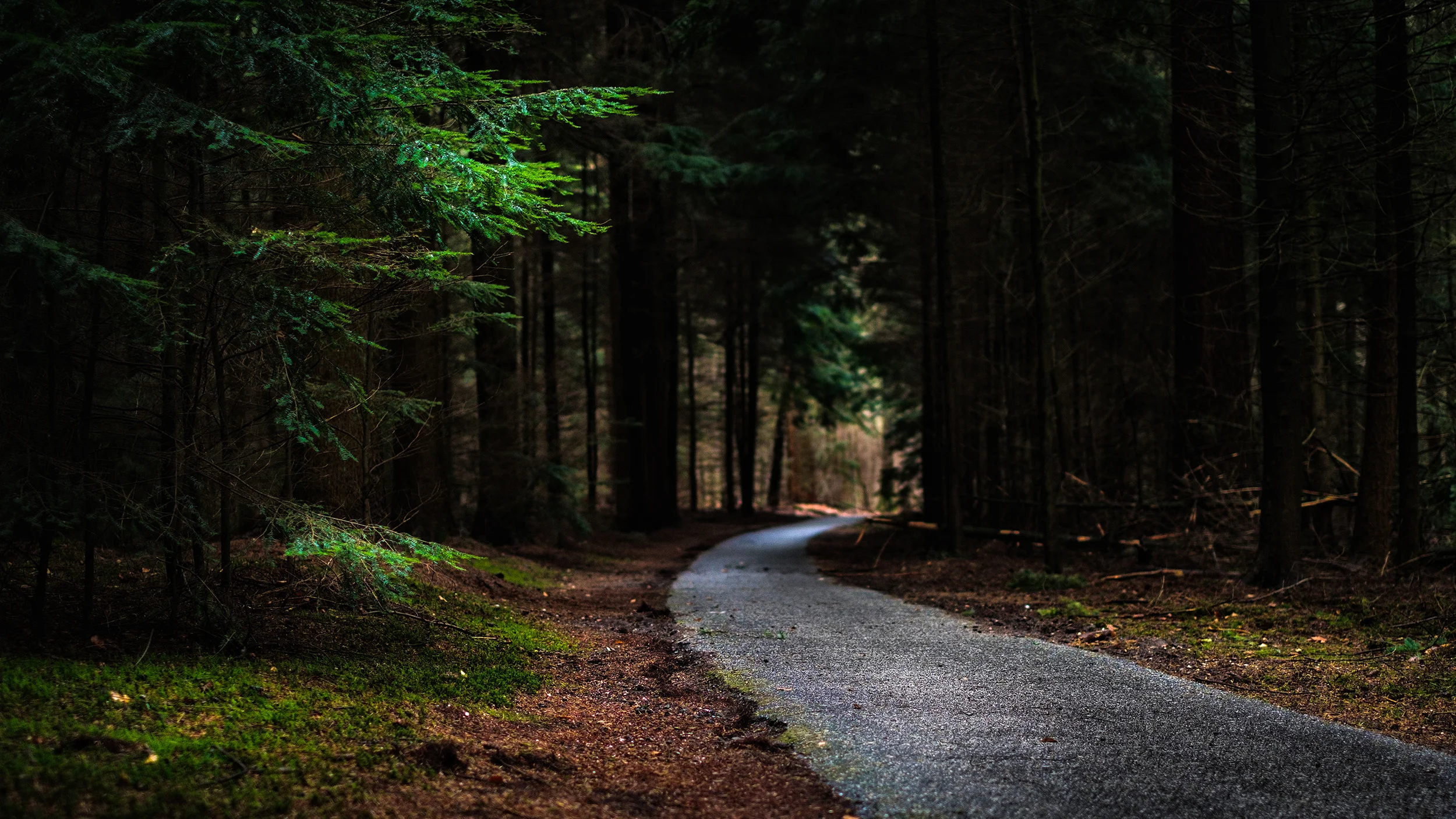 the road.jpg