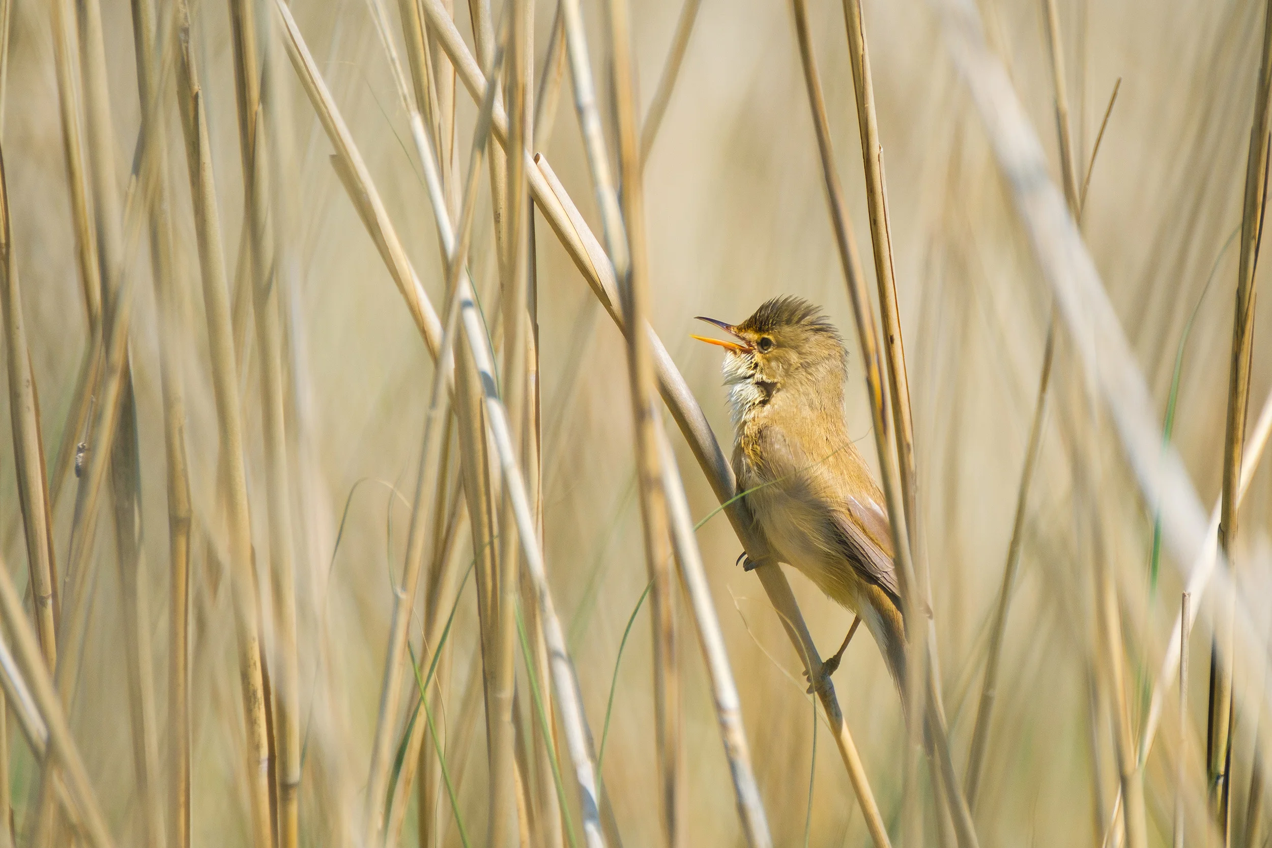 Great reed warbler (Grote Karekiet)