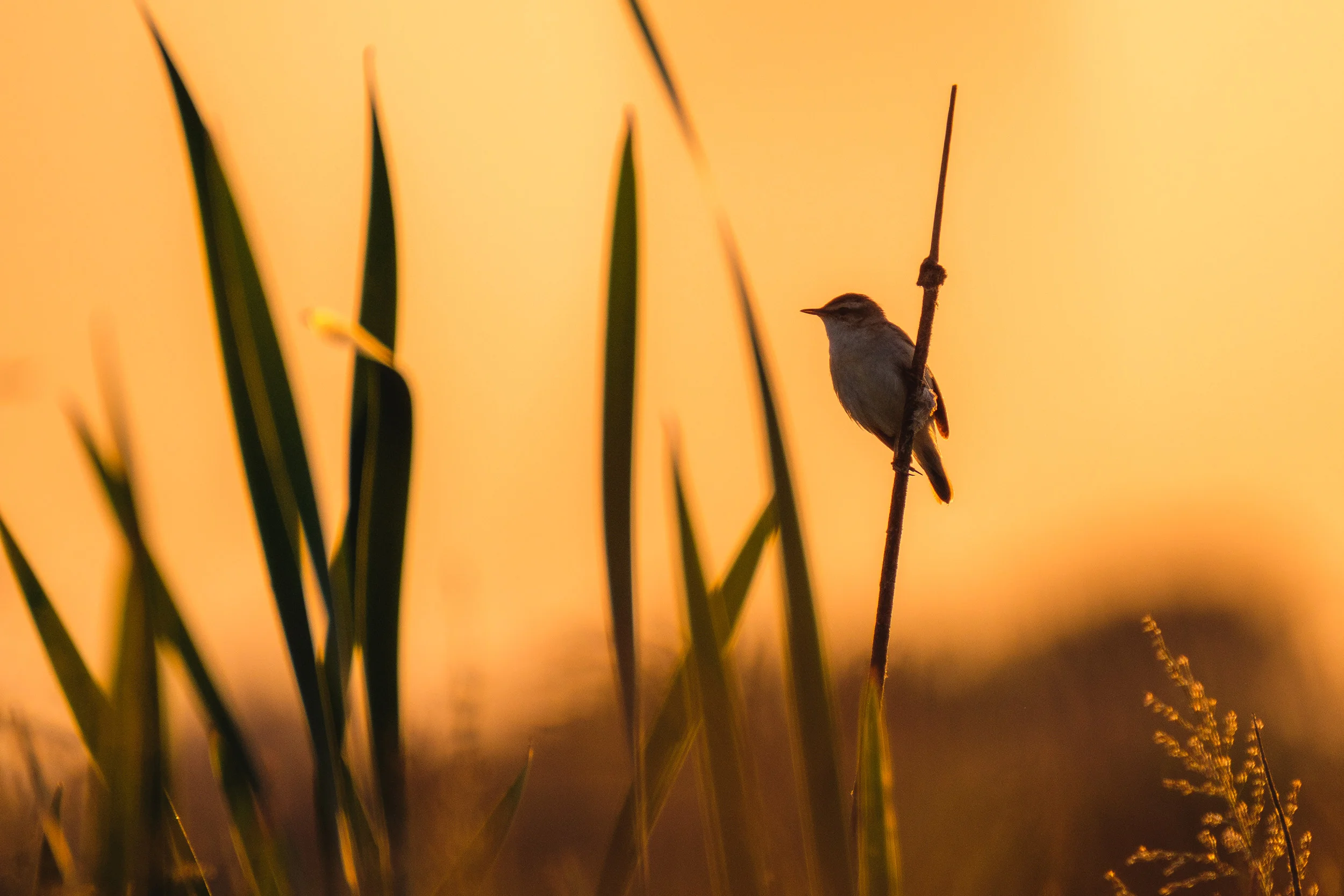 Sedge warbler (Rietzanger)