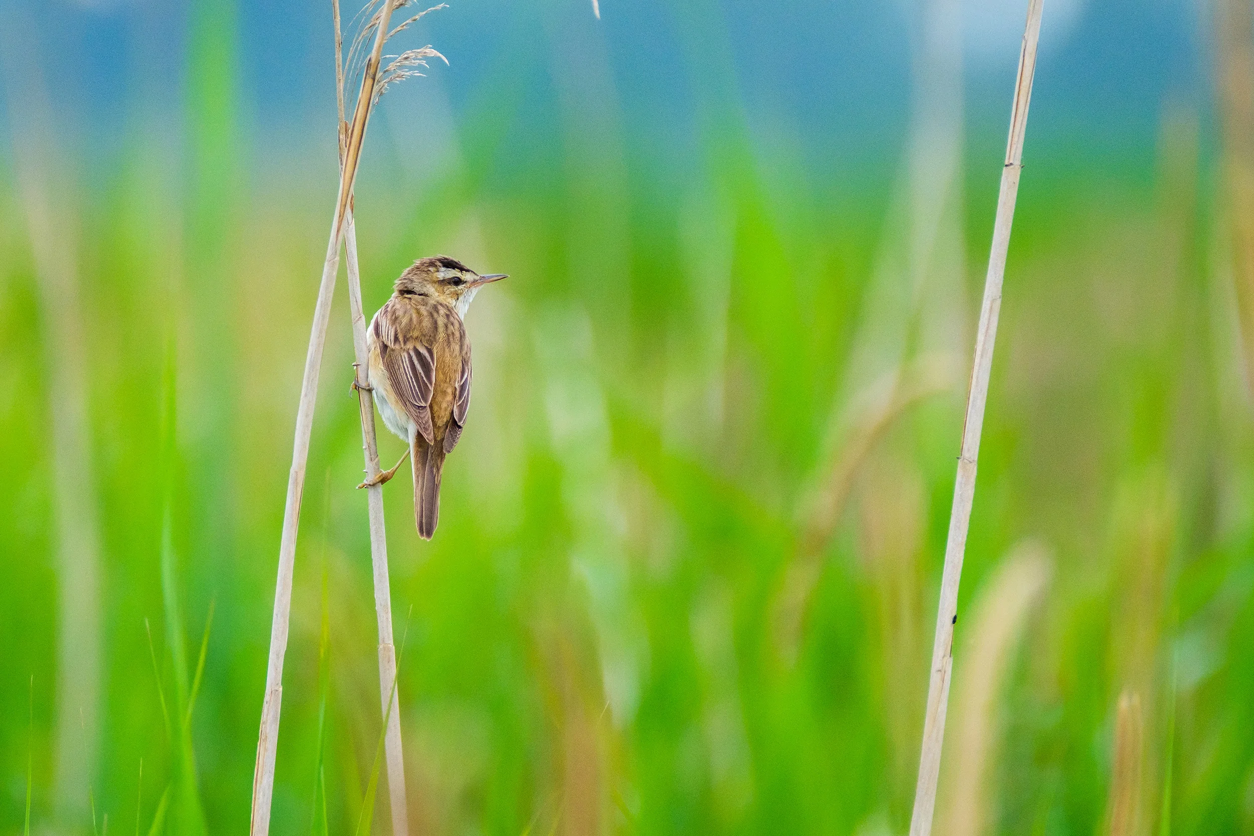 Sedge warbler (Rietzanger)