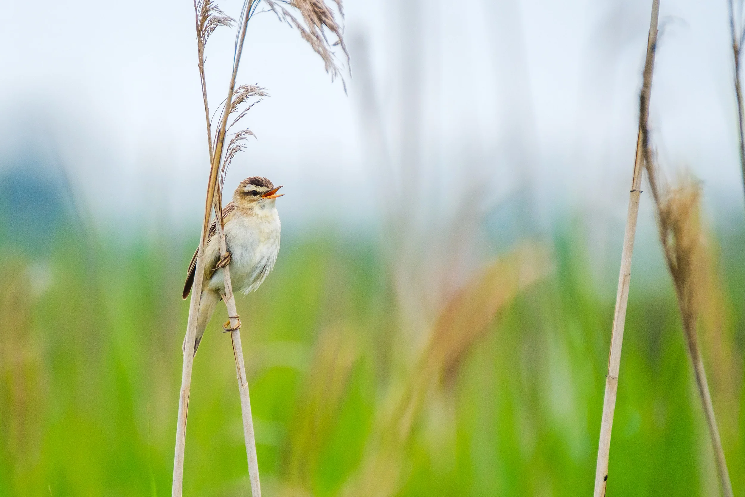 Sedge warbler (Rietzanger)