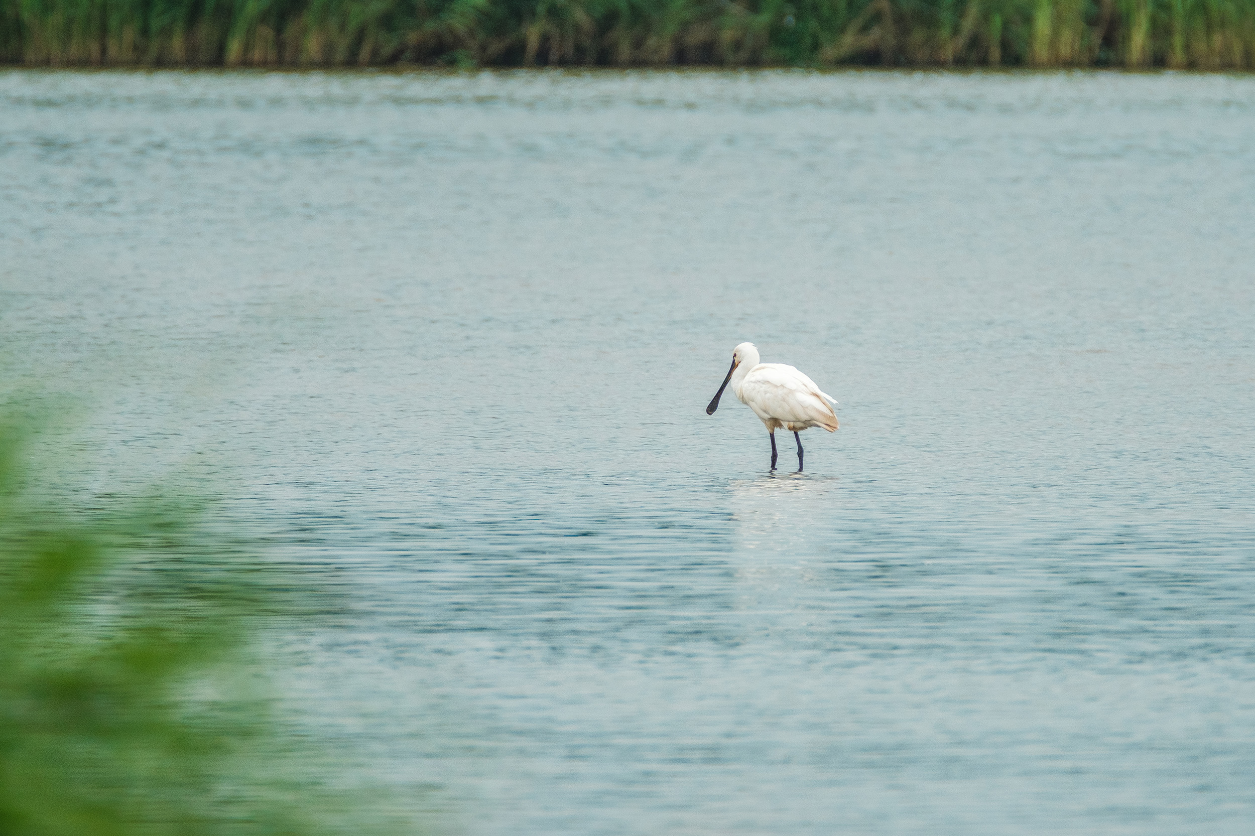 Eurasian spoonbill (Lepelaar)