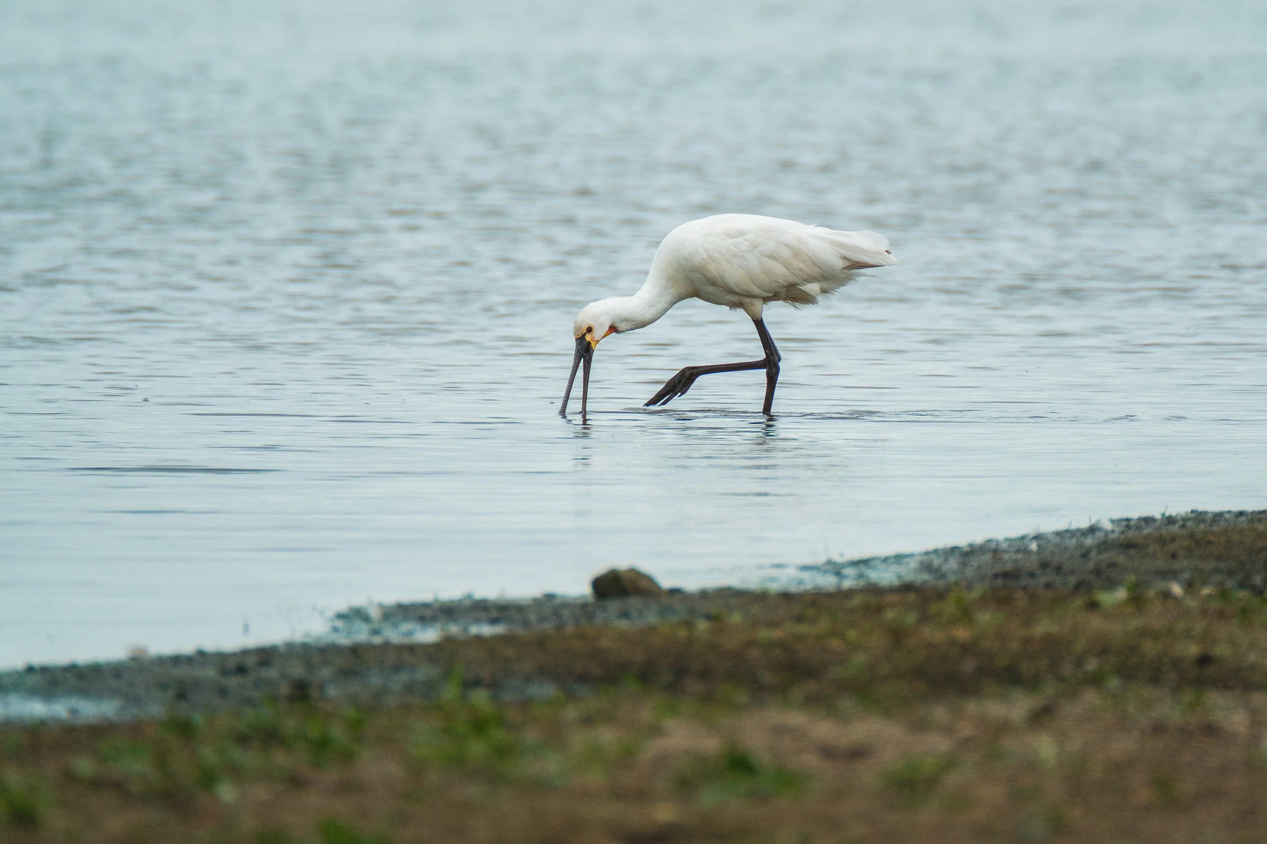 Eurasian spoonbill (Lepelaar)