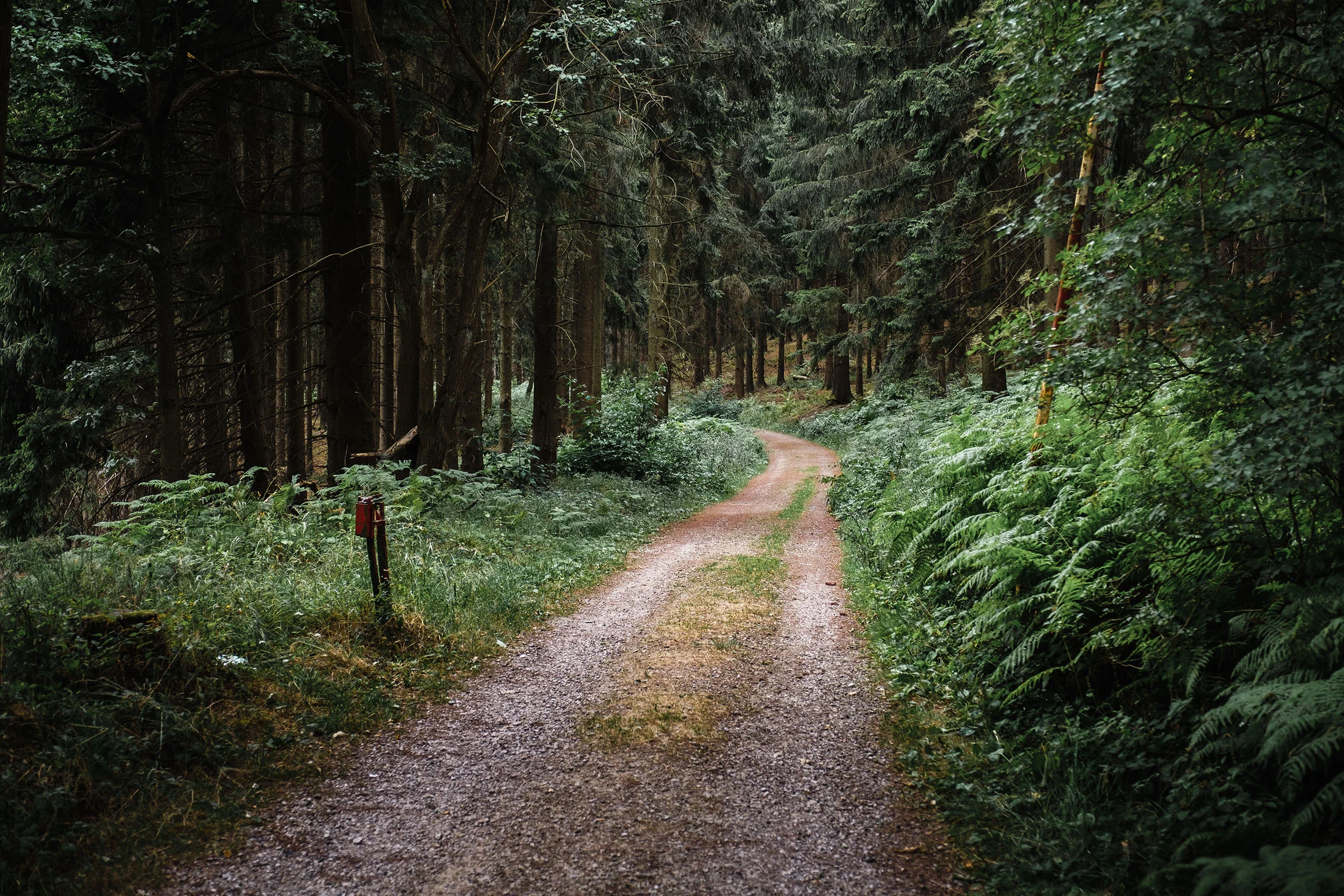 Hurtgen Wald-1.jpg