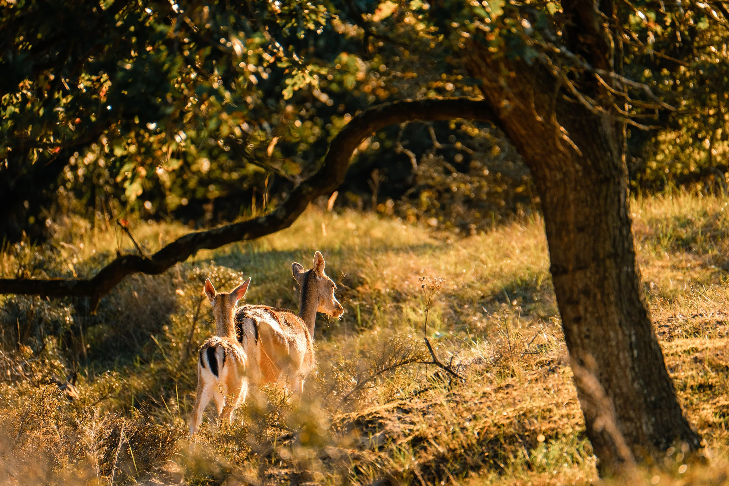 Early+Autumn+Dunes-1.jpg