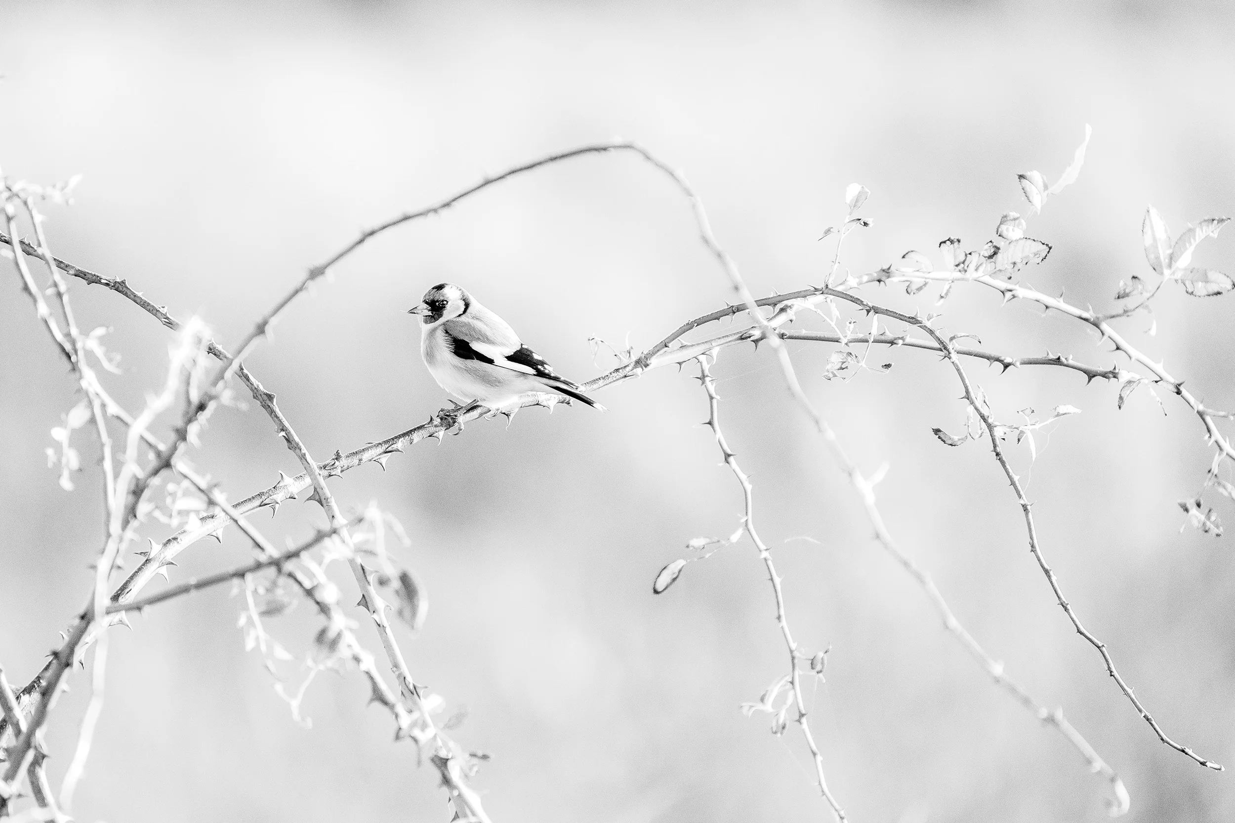 Bentwoud+BW-4.jpg