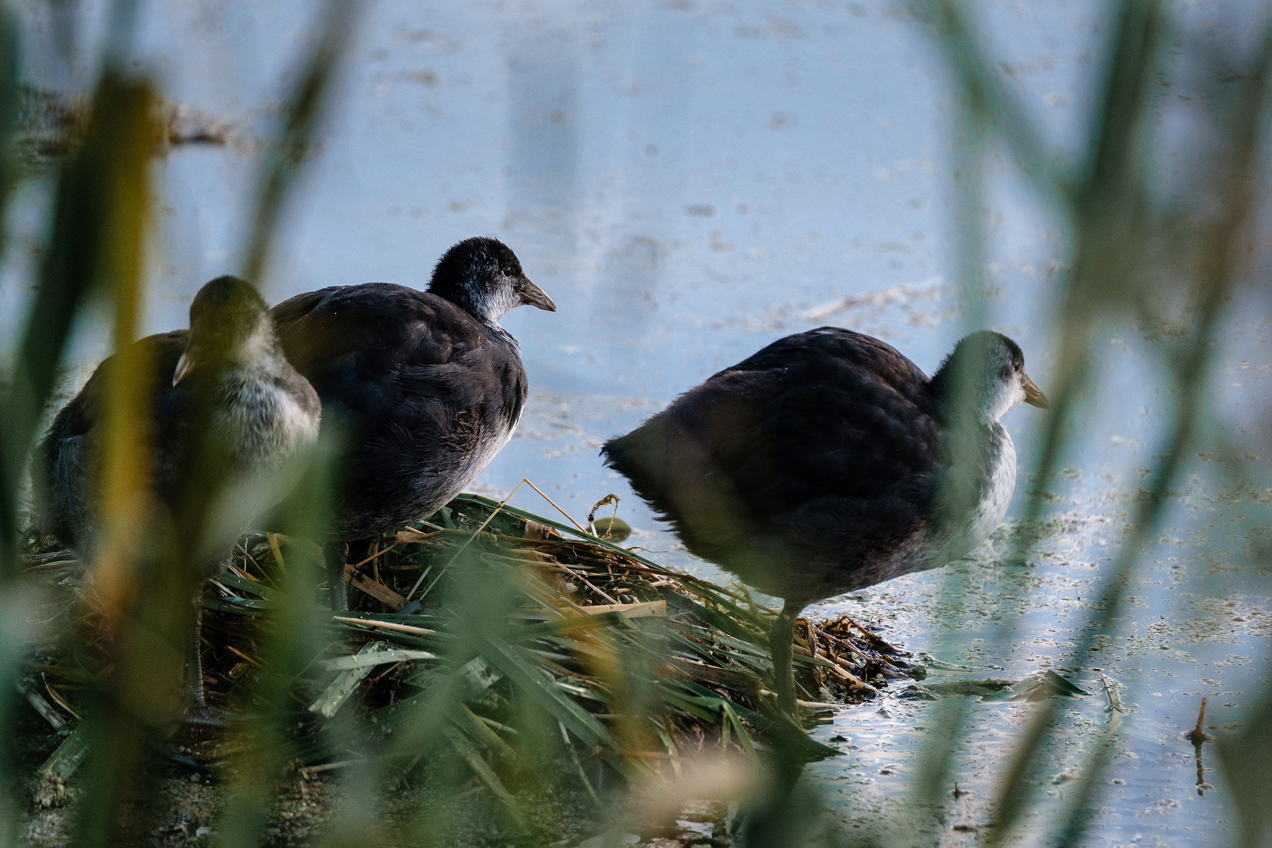 Almost ready to leave the nest - Zaans Rietveld