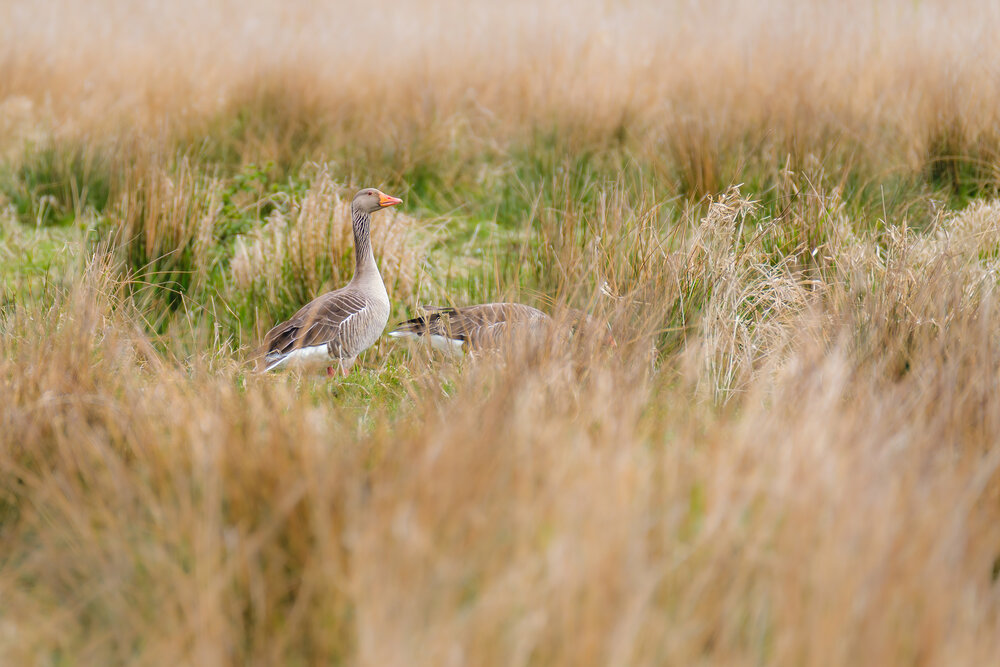 Fuji-XT3-Birding-Rietveld (1 of 4).jpg