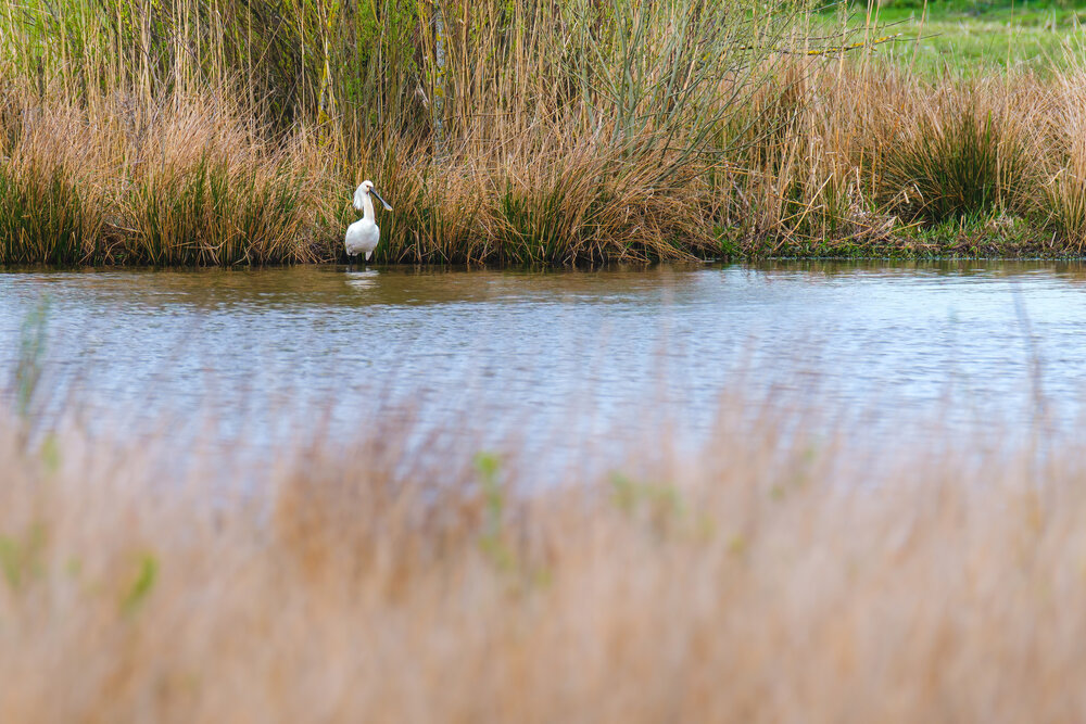 Fuji-XT3-Birding-Rietveld (3 of 4).jpg