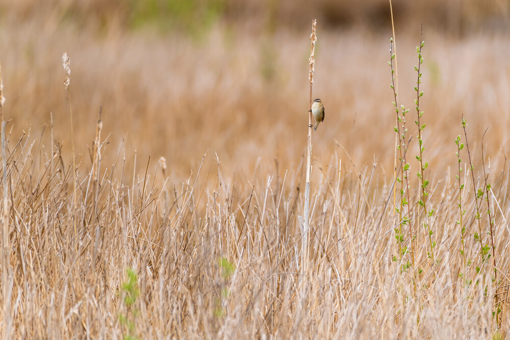 Fuji-XT3-Birding-Rietveld (4 of 4).jpg