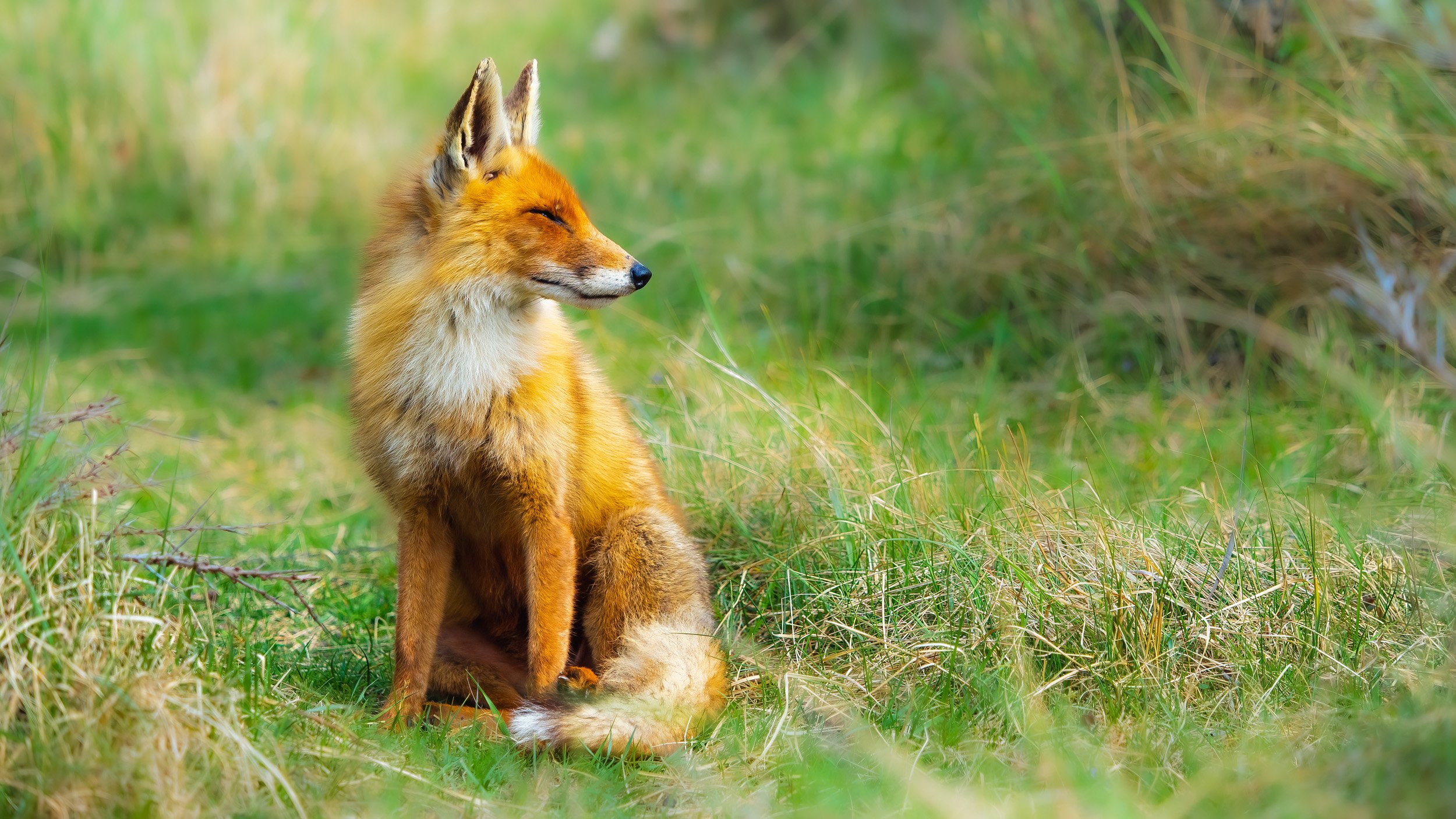Revisit a close encounter with a fox — ROBERT DOELEMAN