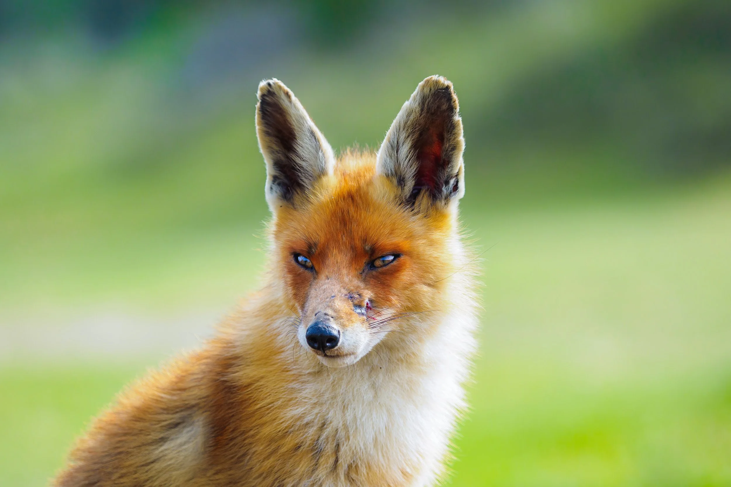 Revisit a close encounter with a fox — ROBERT DOELEMAN