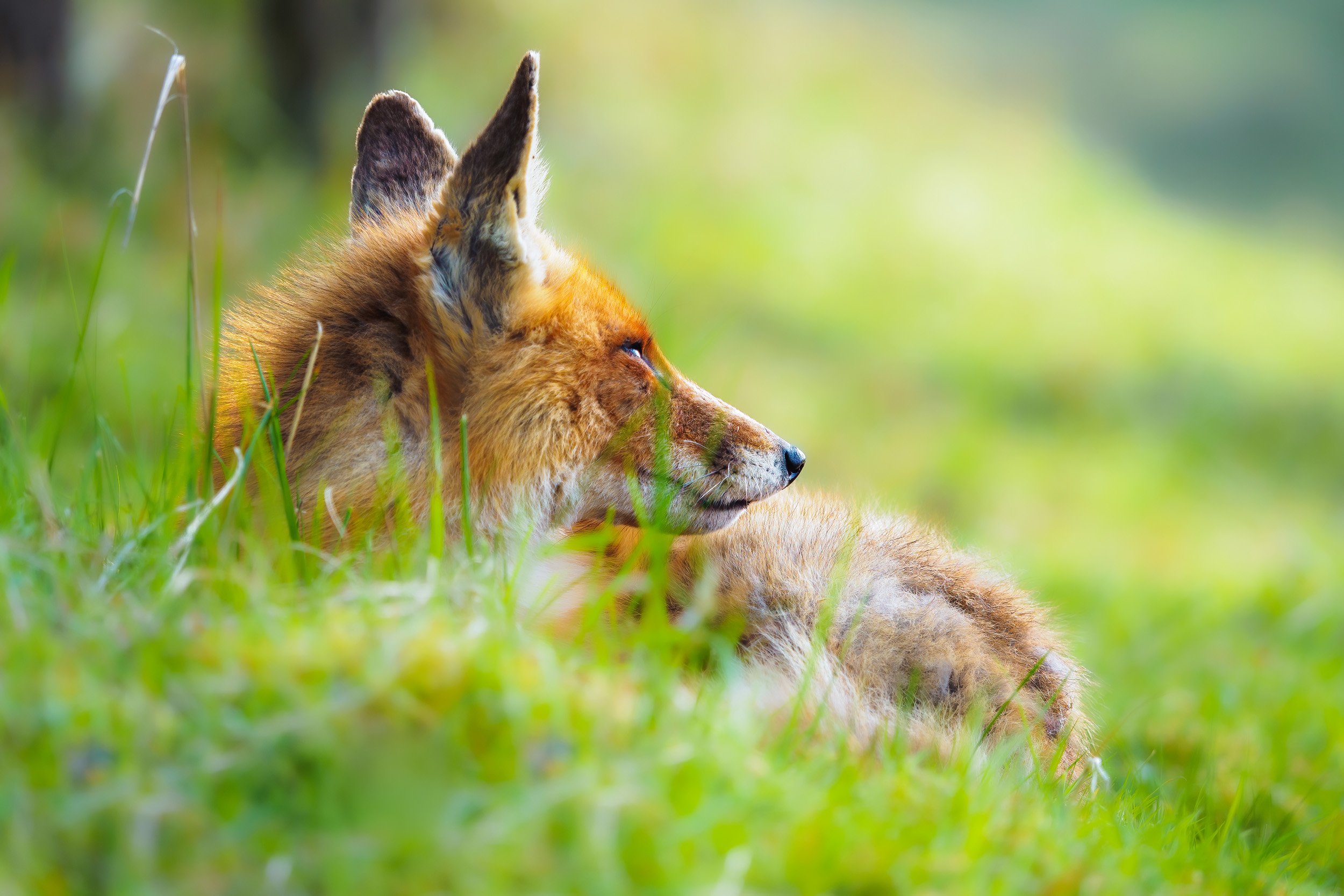Revisit a close encounter with a fox — ROBERT DOELEMAN
