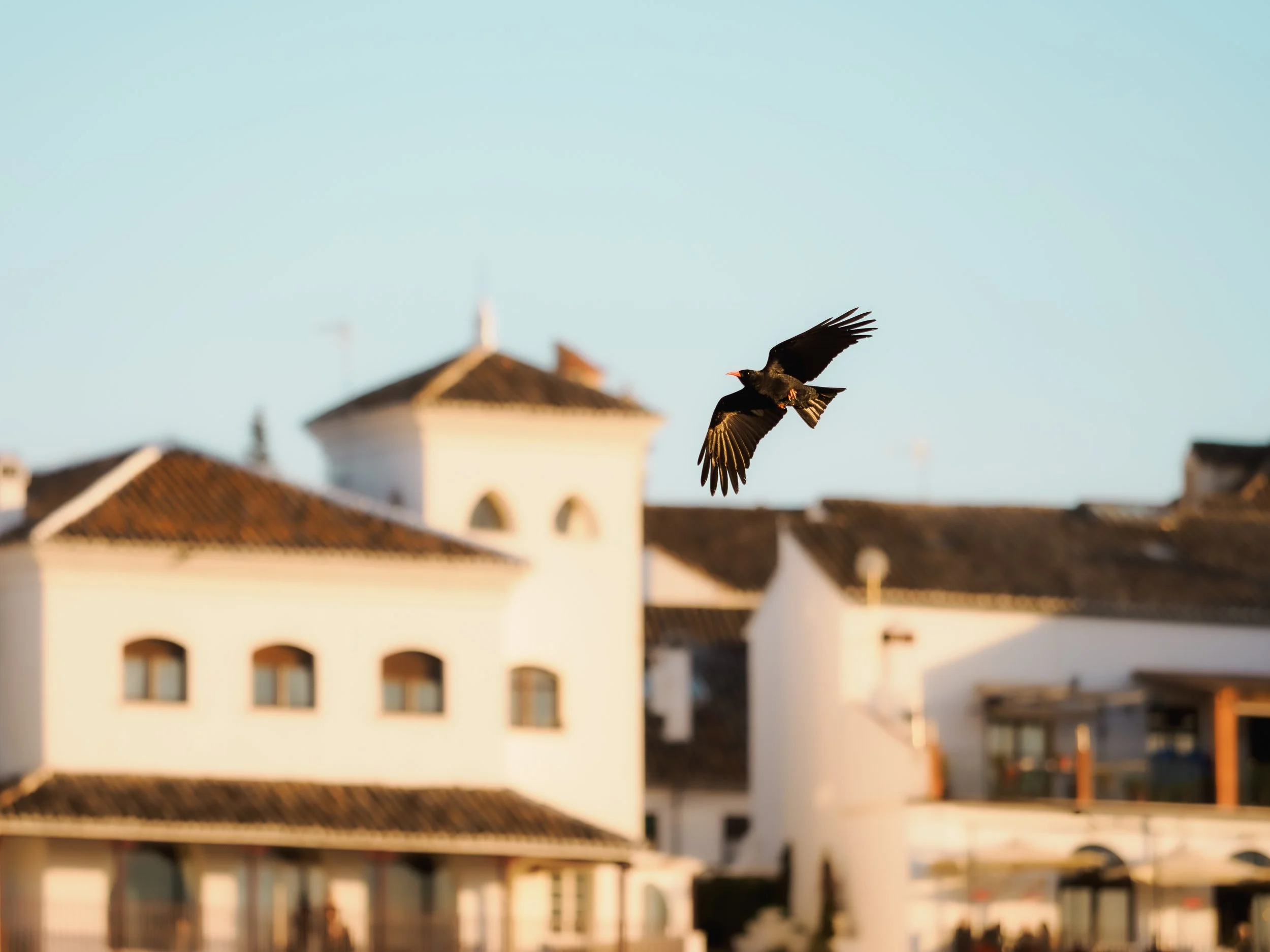 Wild-Andalusia (5 of 111).jpg