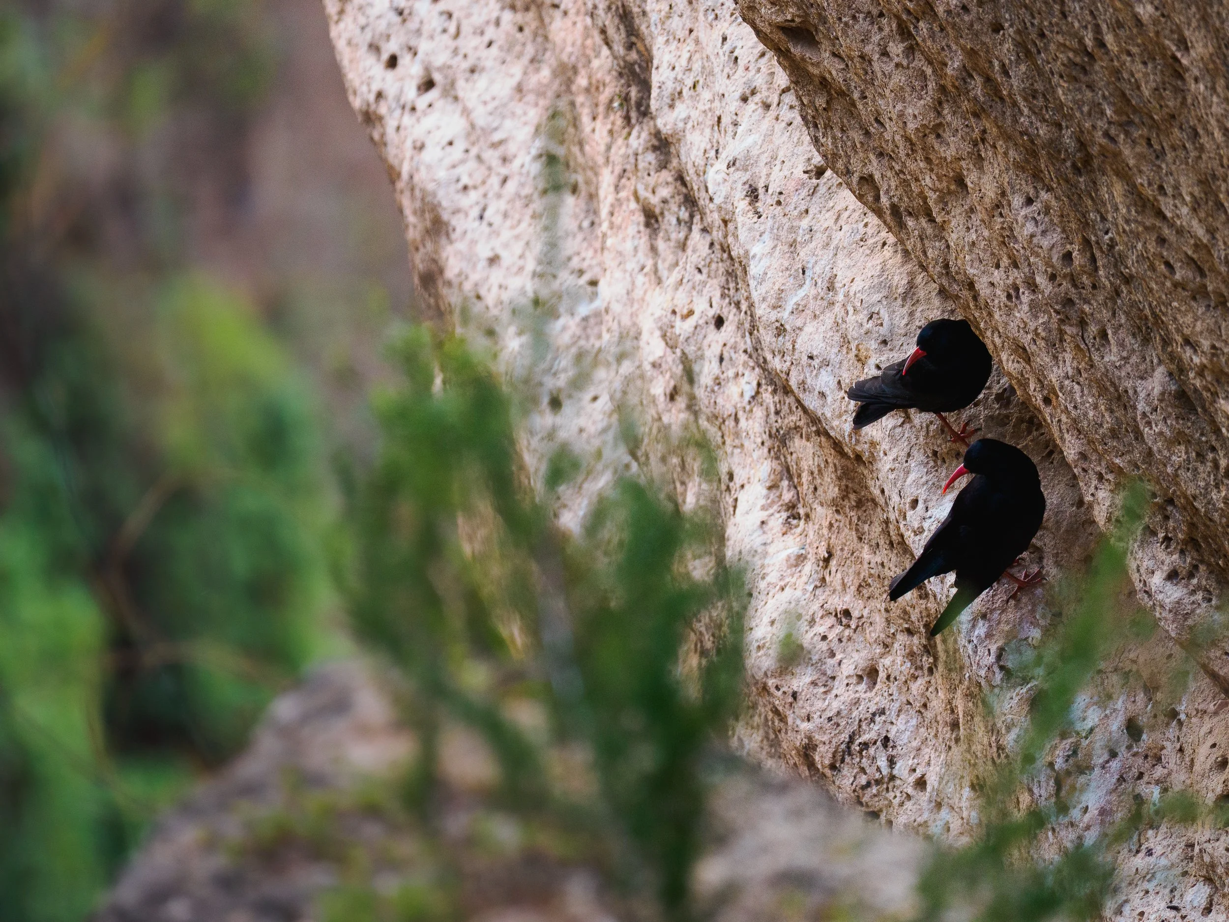 Wild-Andalusia (9 of 111).jpg