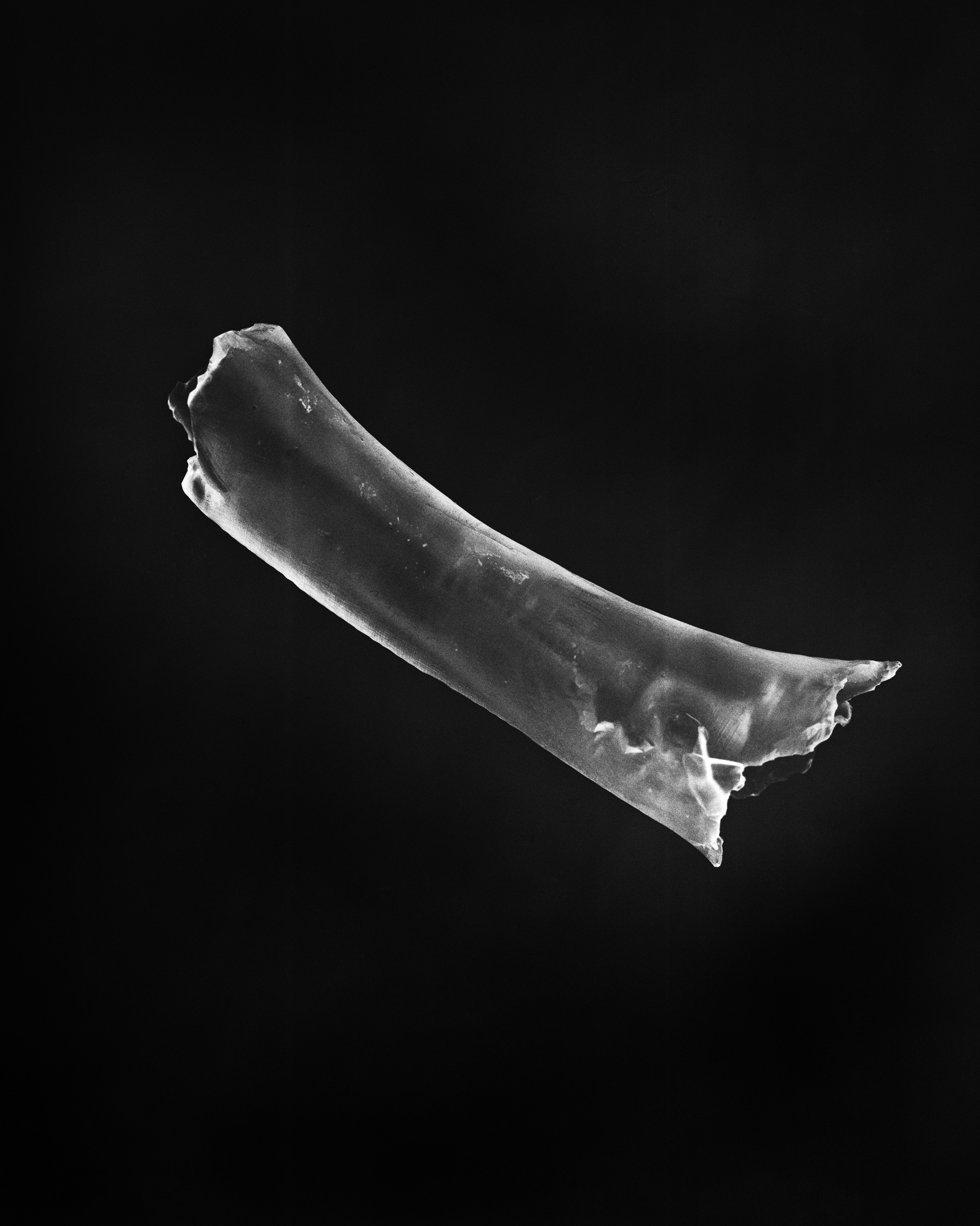 bone glow.jpg
