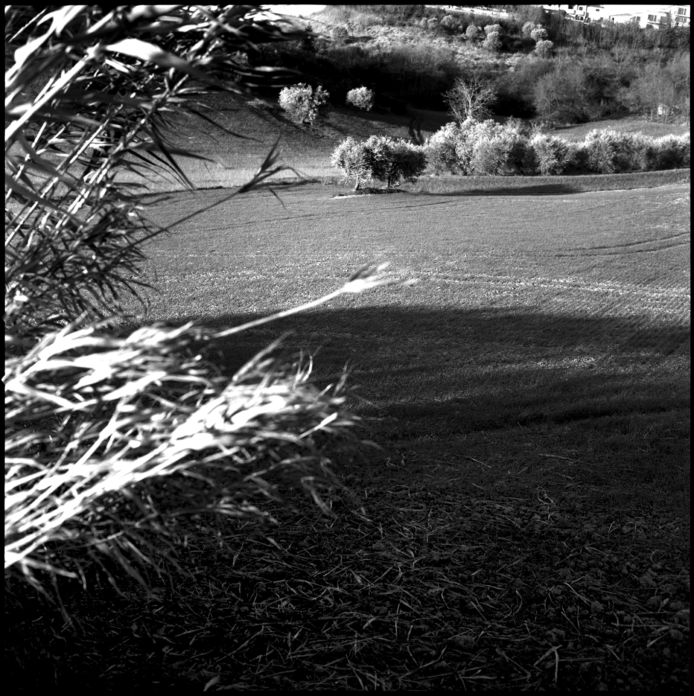 Winter Wind