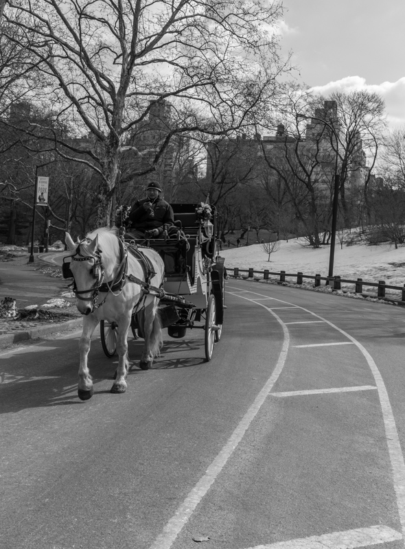 Carriage, Central Park