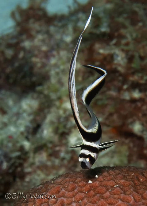 JuvenileDrumFish,SmallWall,PostOnWeb.JPG