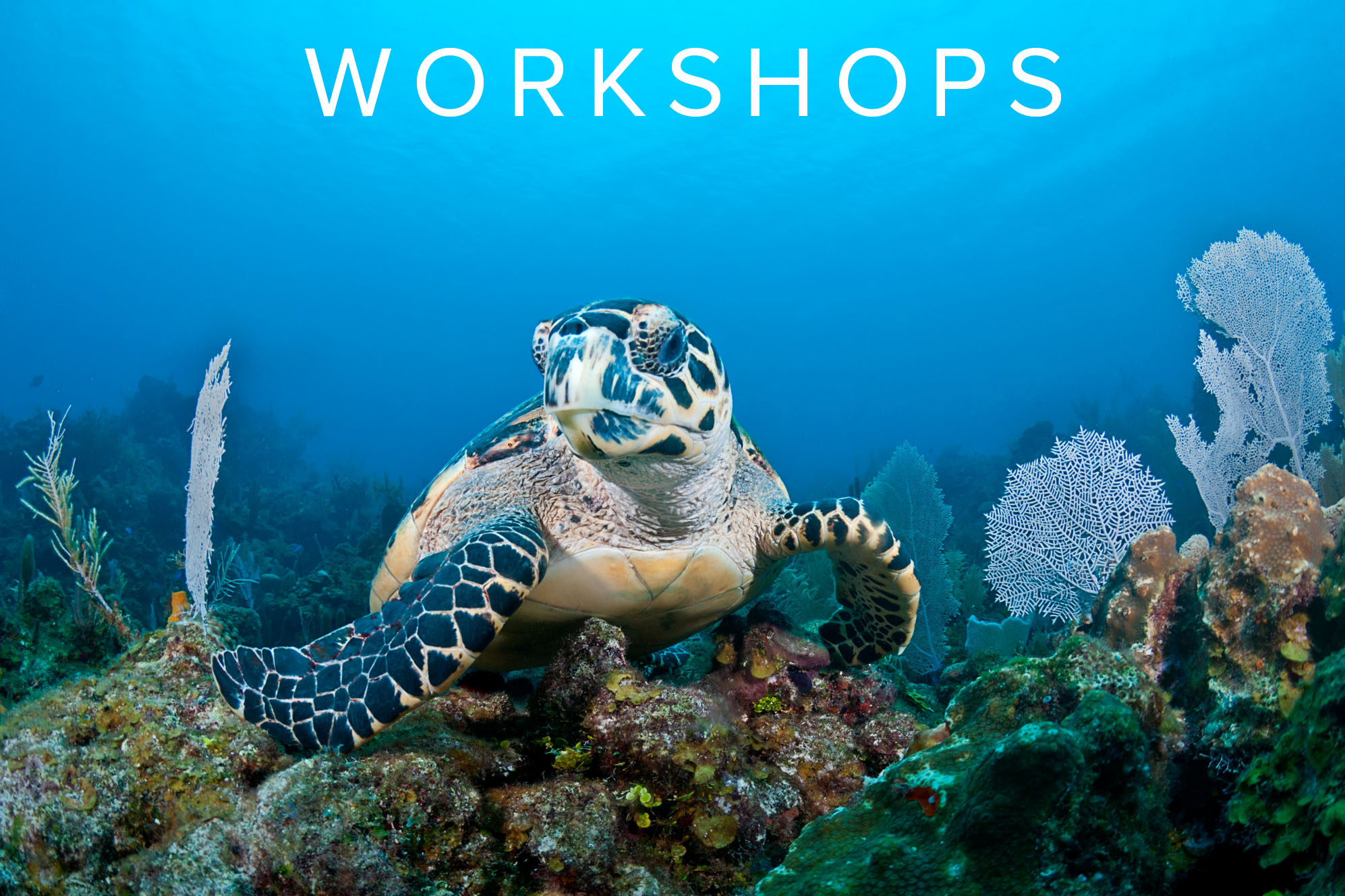 UNDERWATER PHOTOGRAPHY WORKSHOPS