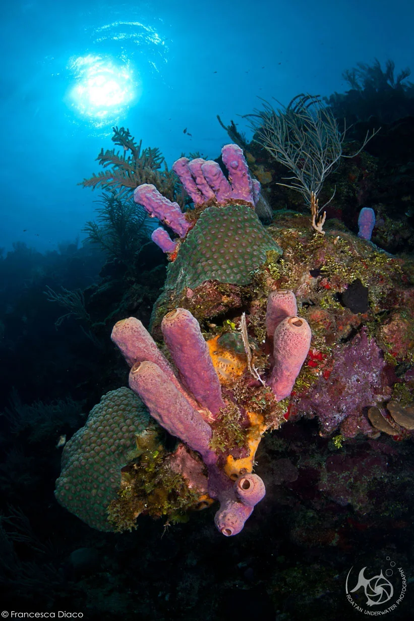 Featured in the article titled Sister Islands in the September 2015 issue of Sport Diver magazine.
