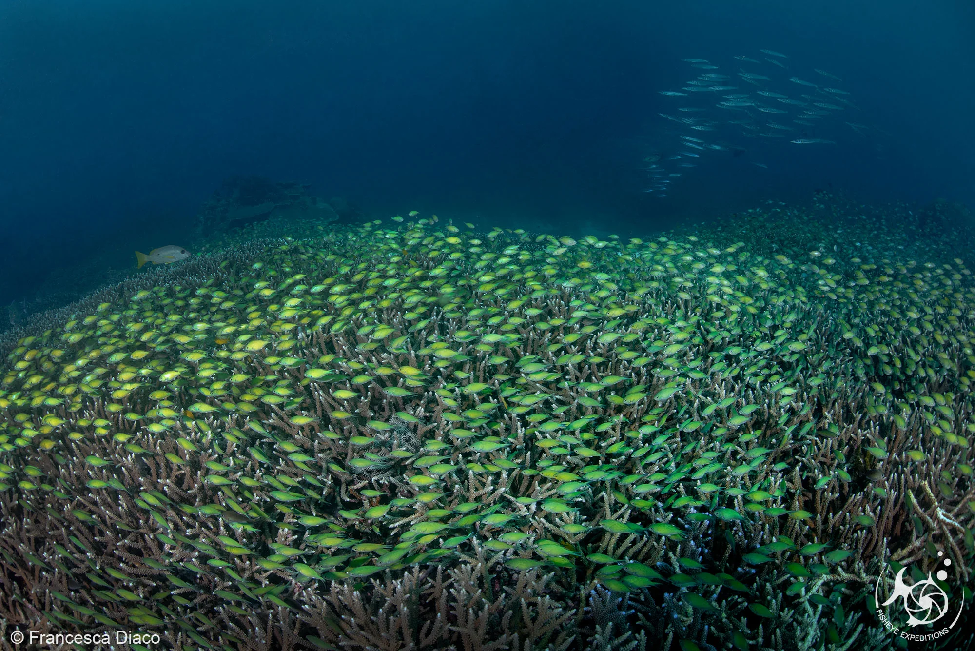 Anthias dancing in fields of staghorn coral as far as the eye can see at Melissa’s Garden.