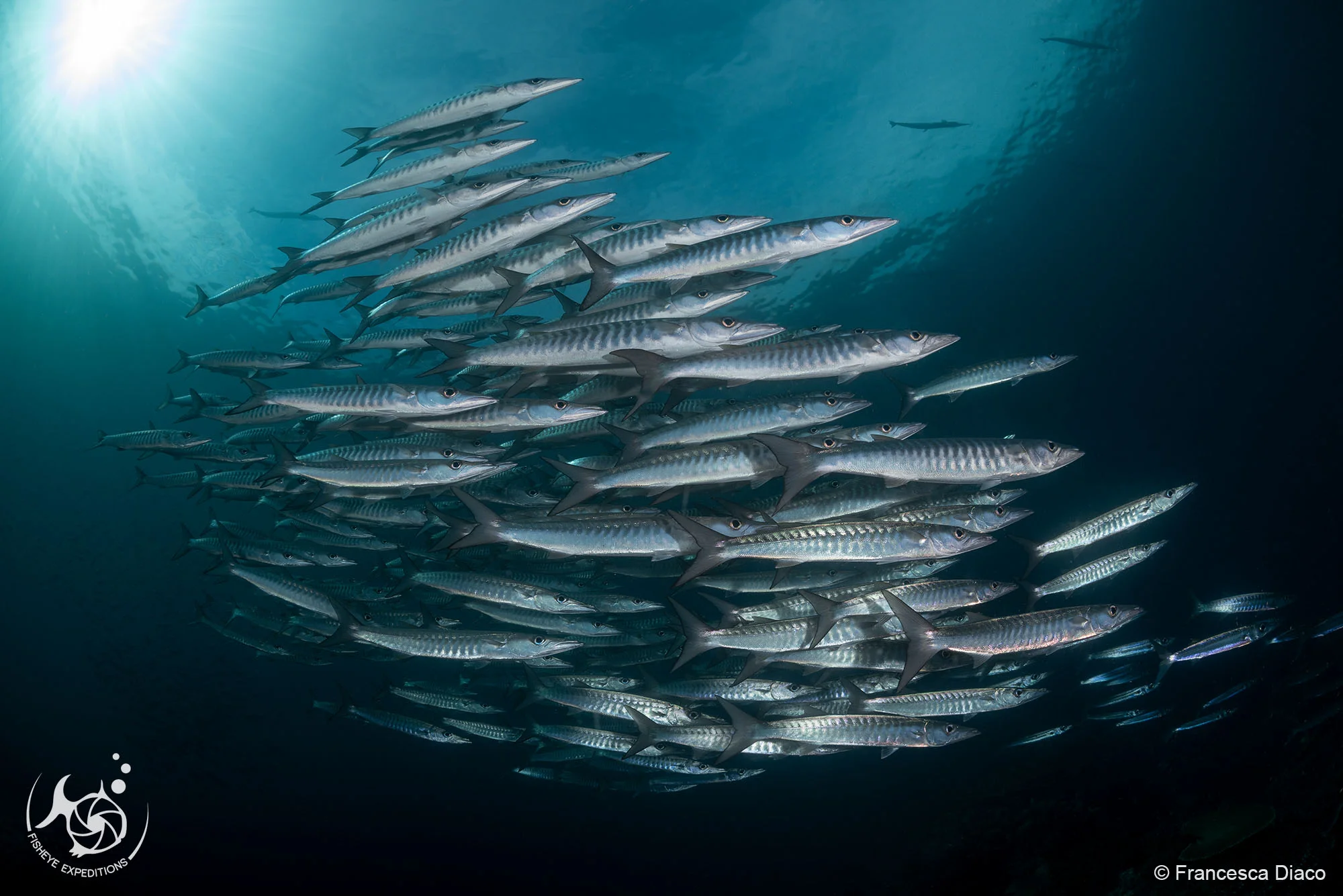 Chevron Barracuda are among the many species of schooling fish in Raja Ampat.