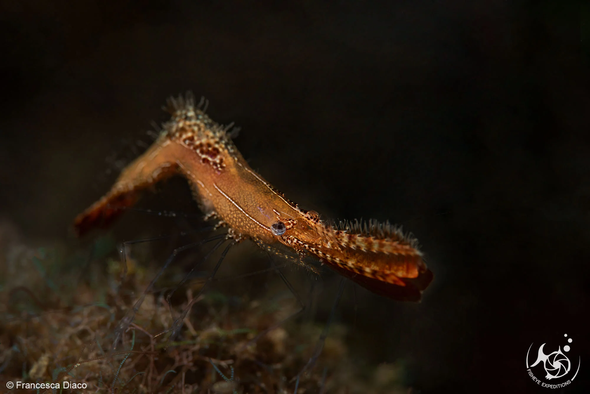 A Donald Duck shrimp (get it?) is one of the endless species of shrimp to be found in Lembeh.