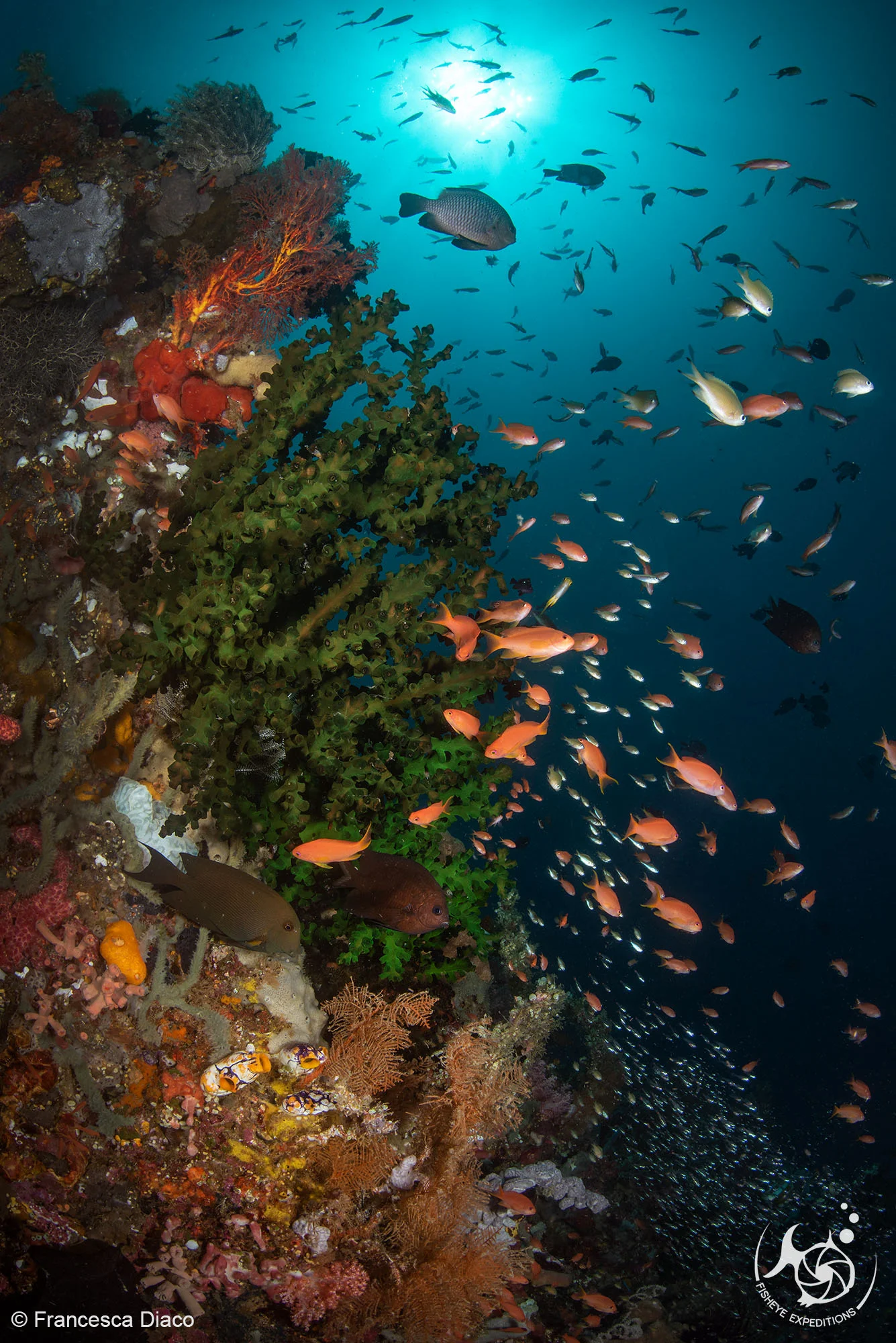 The biodiverse waters of northern Sulawesi also provide some exceptional reef dive and wide angle opportunities.