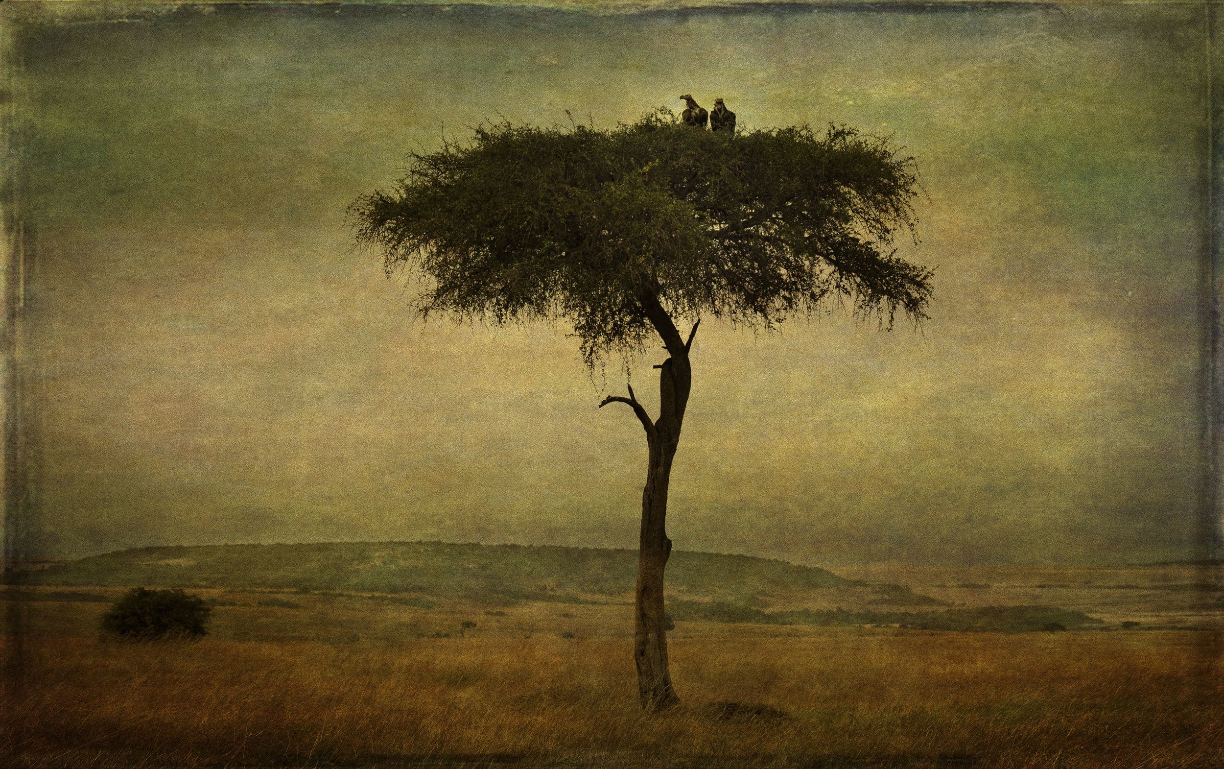 “Vultures in Tree,'“ by PenRod Studios, All Rights Reserved