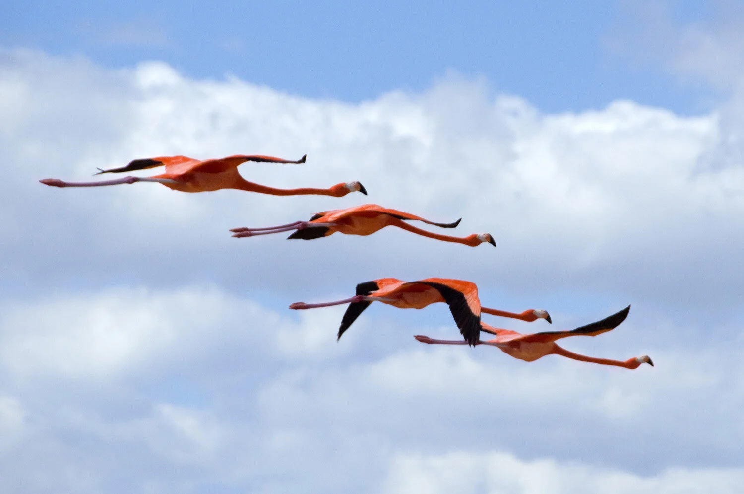 Flamingos, Yucatan .jpg