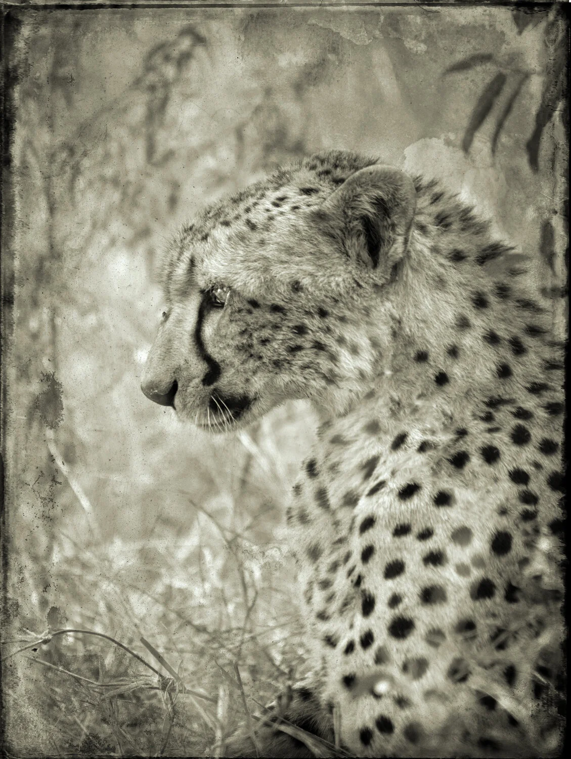Cheetah Head in Profile copy.jpg