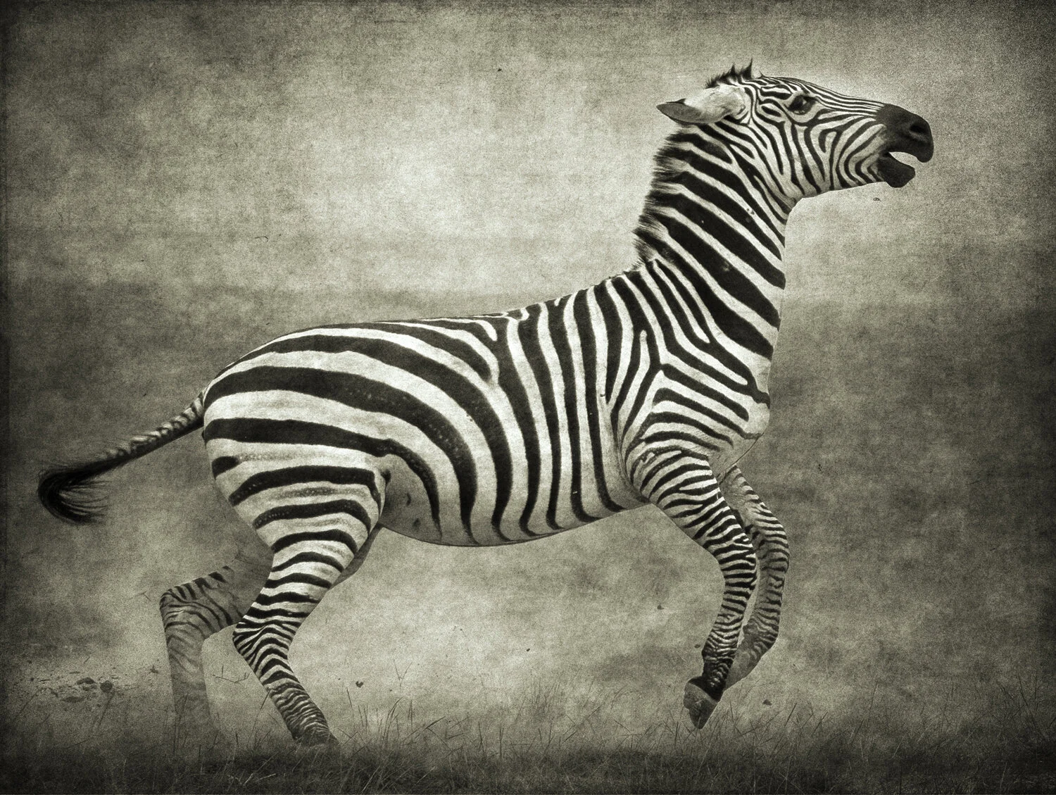 PEC_2018_Jumping Zebra_5355.jpg