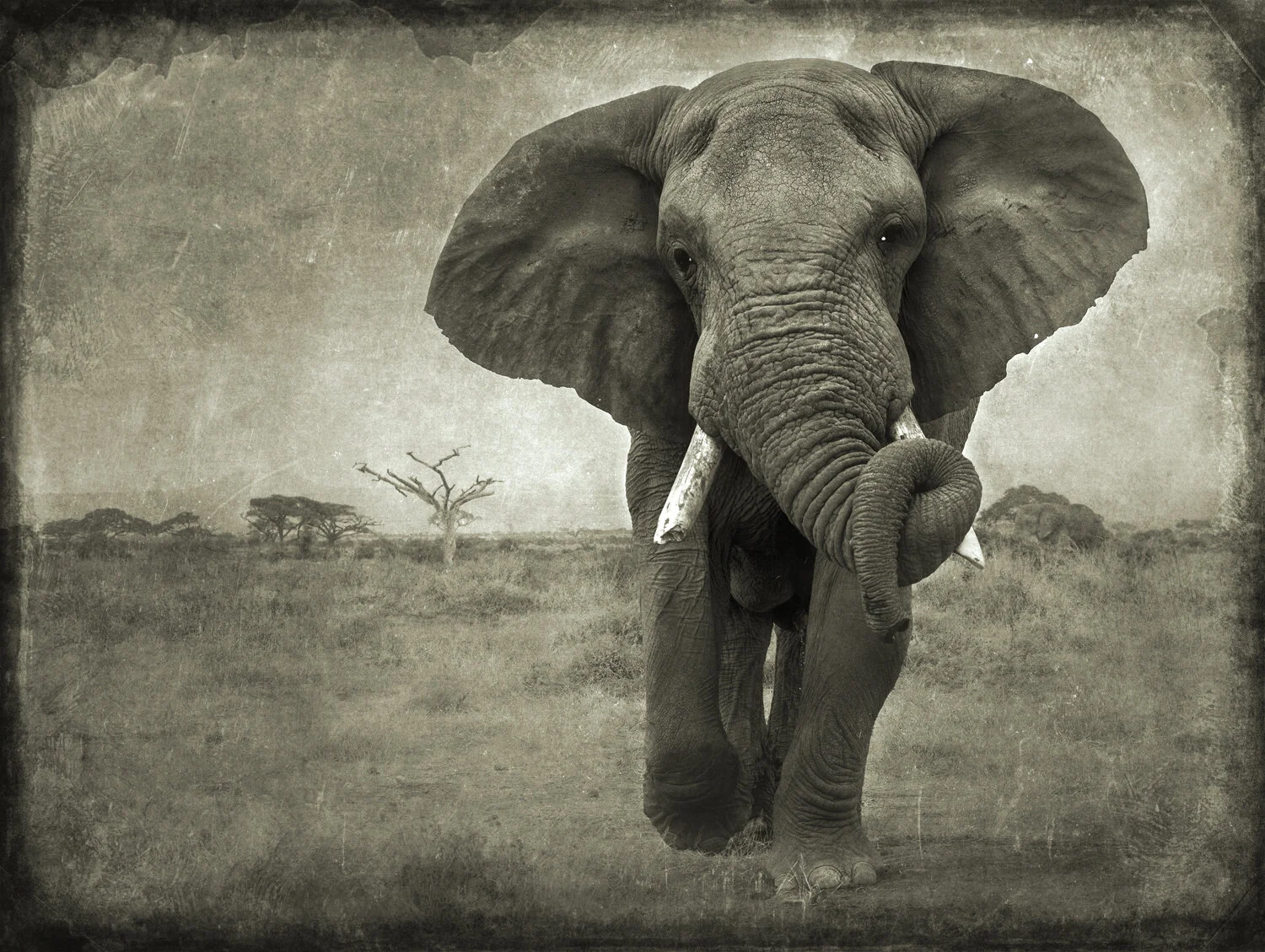 PEC_Elephant with Twisted Trunk_2288.jpg