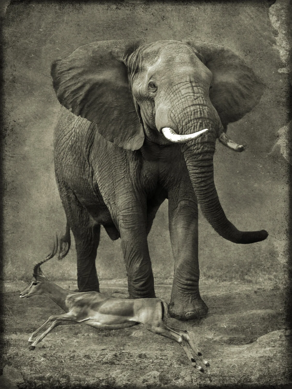 PEC_Impala with Elephant_6028.jpg