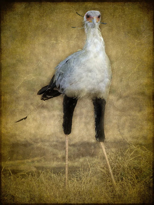 Secretary Bird Portrait .jpg