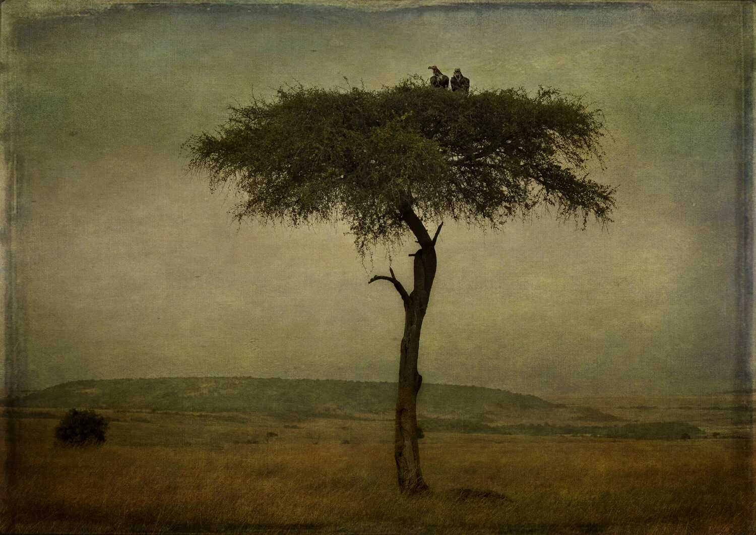 Vultures in a Tree 11x14.jpg