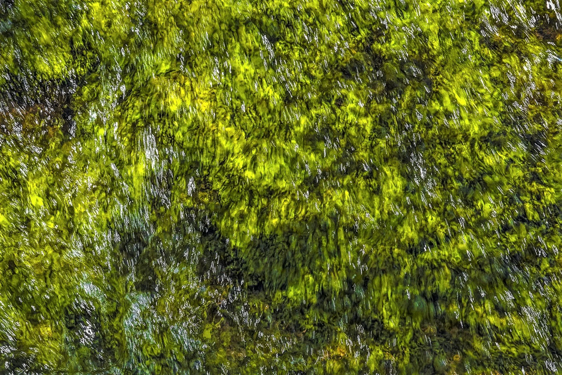 Money_Moss Flow .jpg