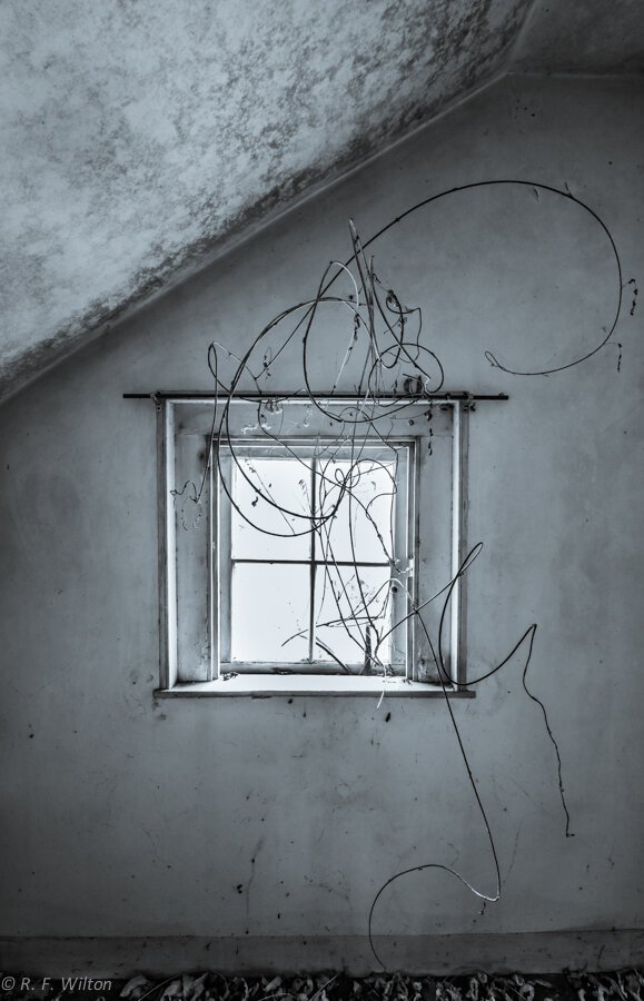 Image+H.+-+Window+and+Vine+Stems,+Abandoned+House,+Killingworth,+CT,+2019.jpg