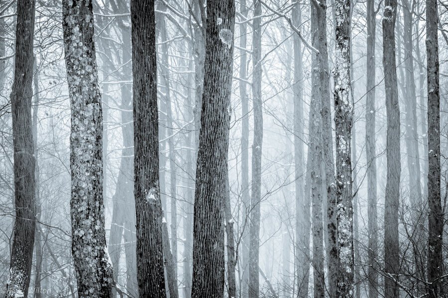 Image+C.+-+My+Front+Trees+in+Fog+and+Snow,+Torrington,+CT,+2017.jpg