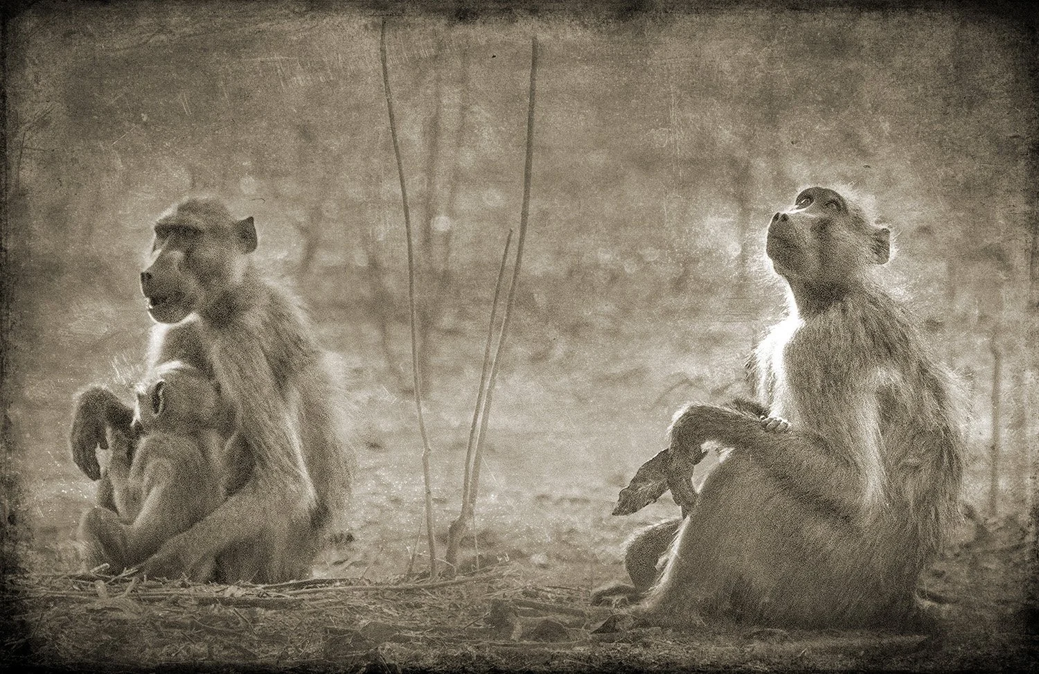 PenRod_Baboon Interest Out Of Frame.jpg